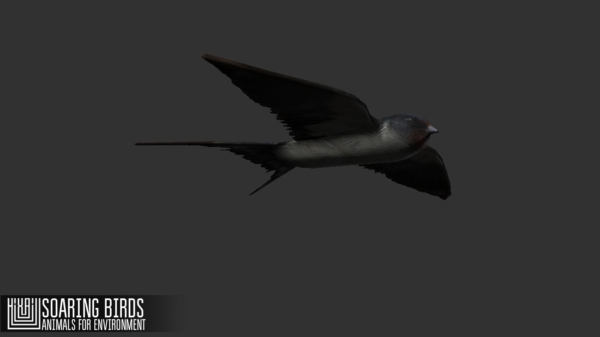 Soaring birds - animals for environment 3D model_7