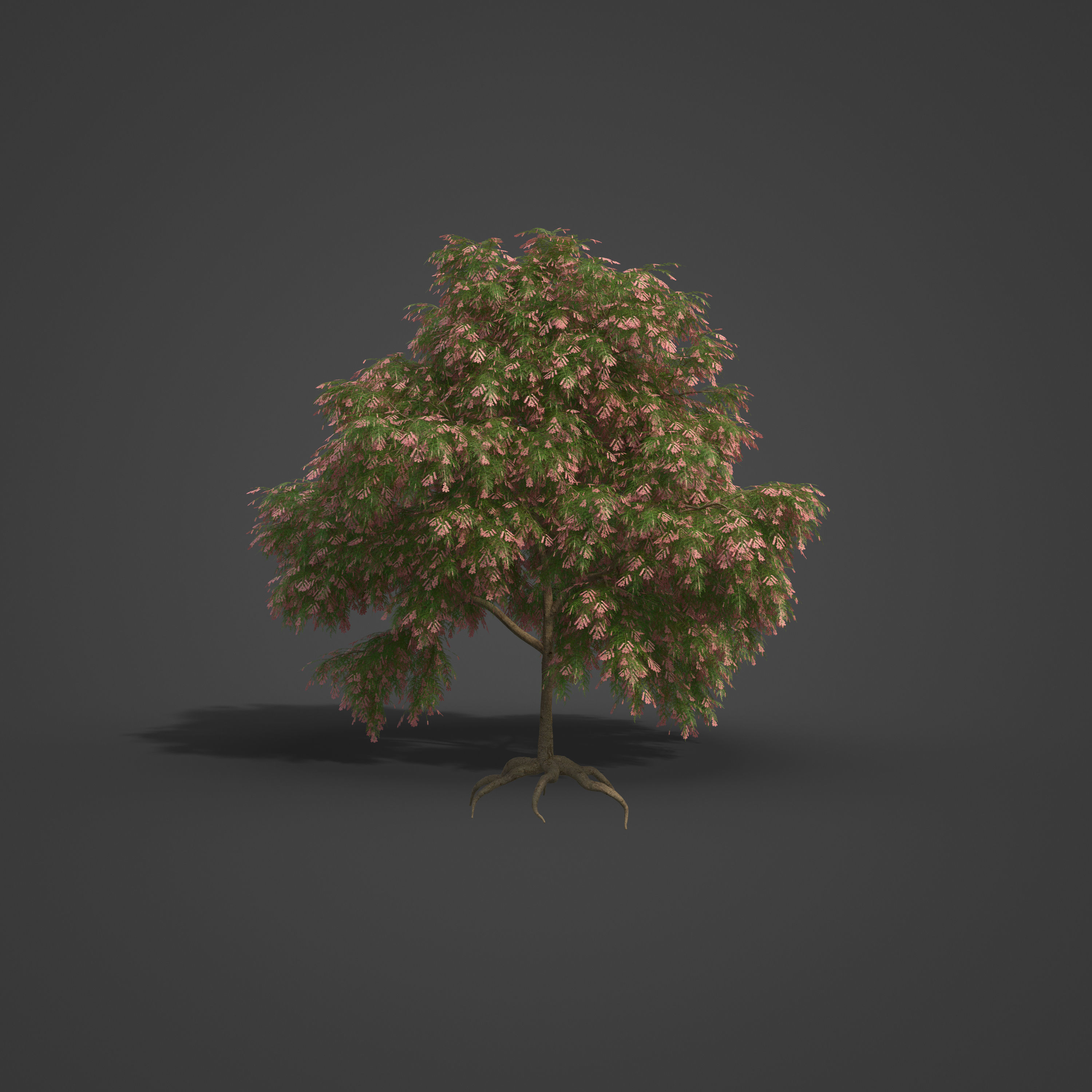 2021 PBR French Tamarisk Collection - Tamarix Gallica  3D model_5