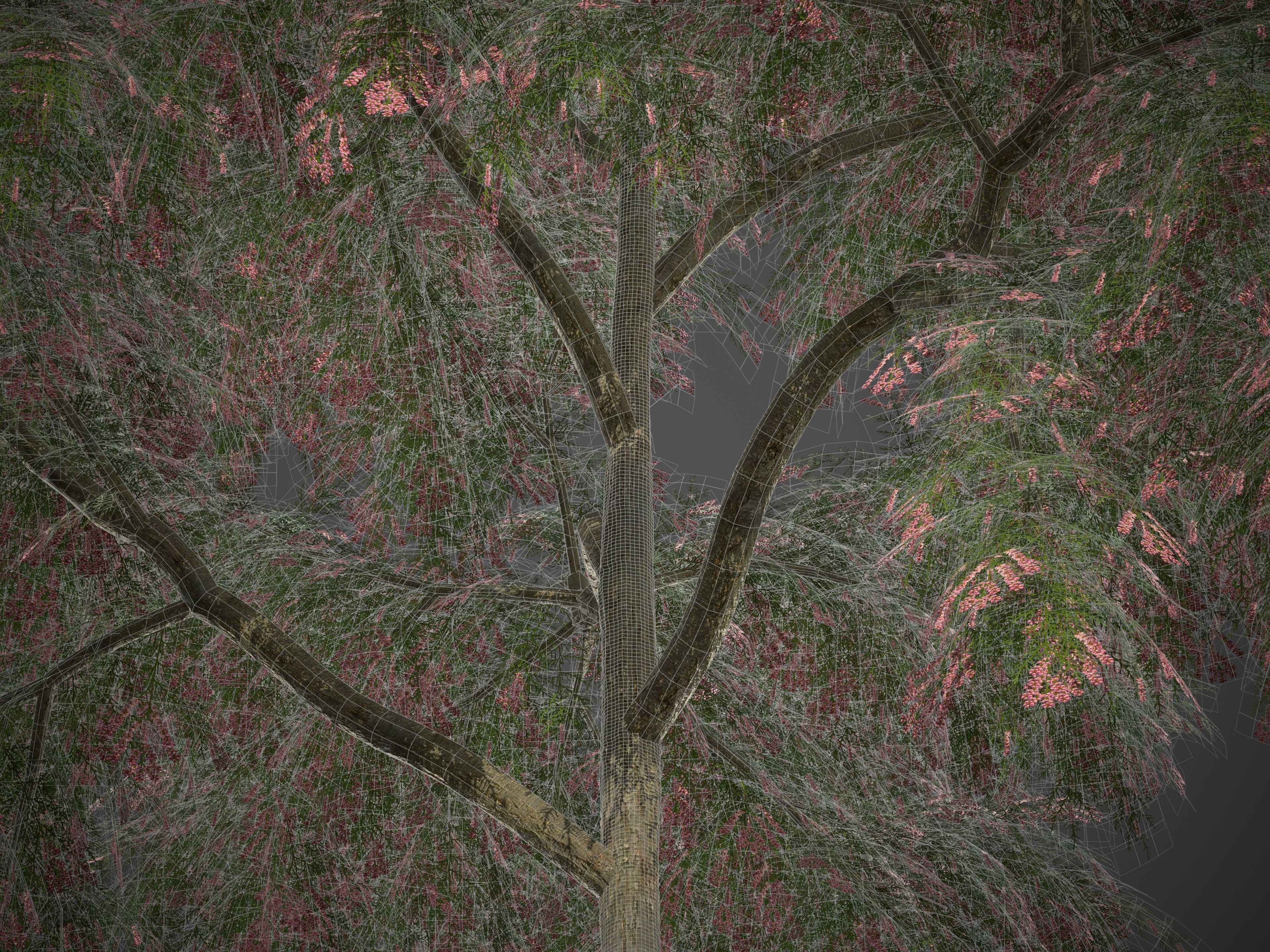 2021 PBR French Tamarisk Collection - Tamarix Gallica  3D model_9