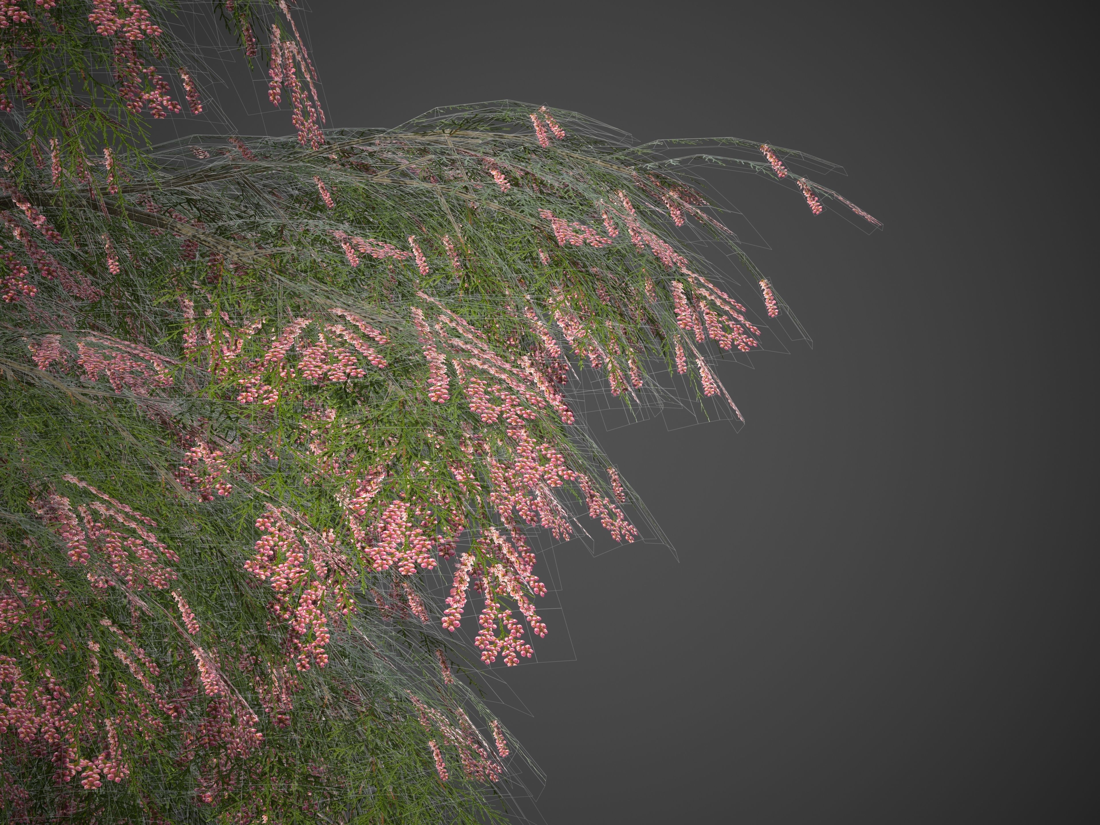 2021 PBR French Tamarisk Collection - Tamarix Gallica  3D model_8
