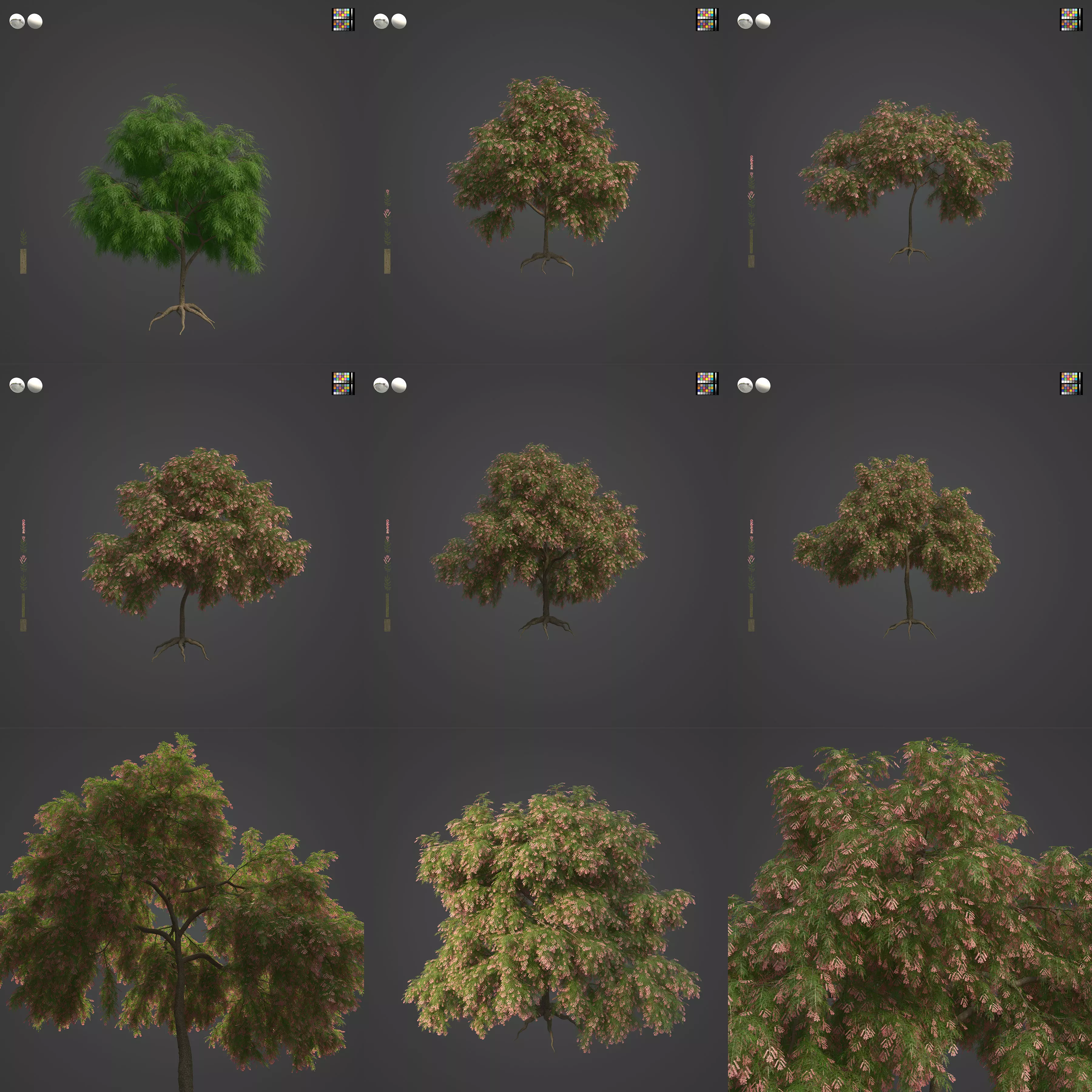 2021 PBR French Tamarisk Collection - Tamarix Gallica  3D model_0