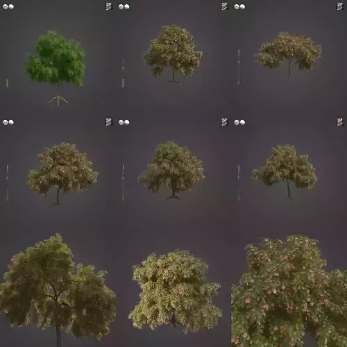 2021 PBR French Tamarisk Collection - Tamarix Gallica  3D model