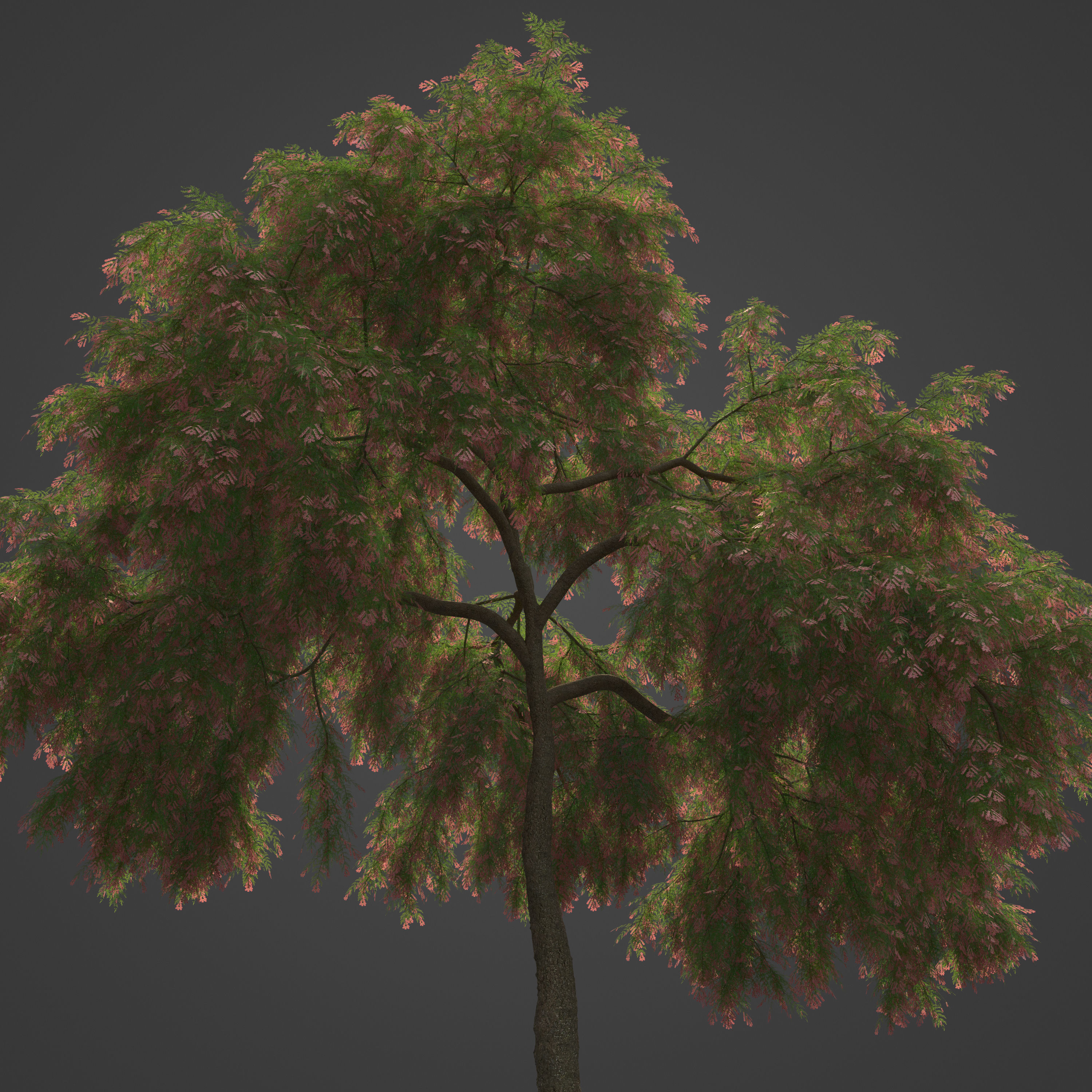 2021 PBR French Tamarisk Collection - Tamarix Gallica  3D model_3