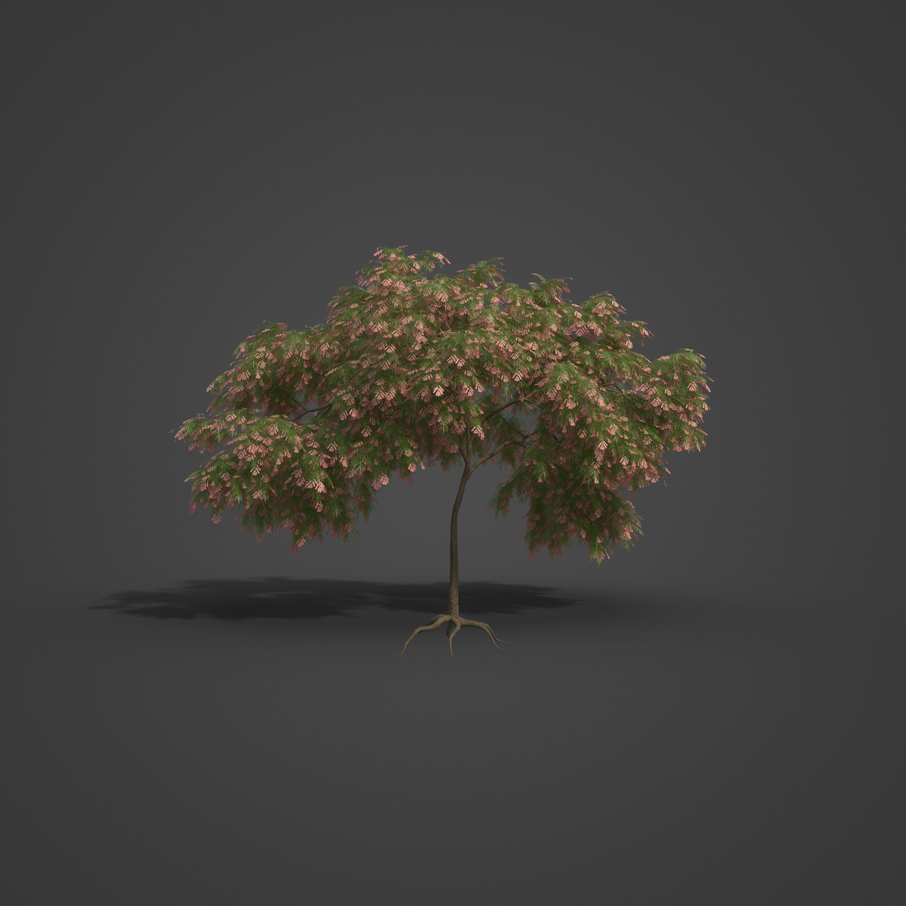 2021 PBR French Tamarisk Collection - Tamarix Gallica  3D model_6