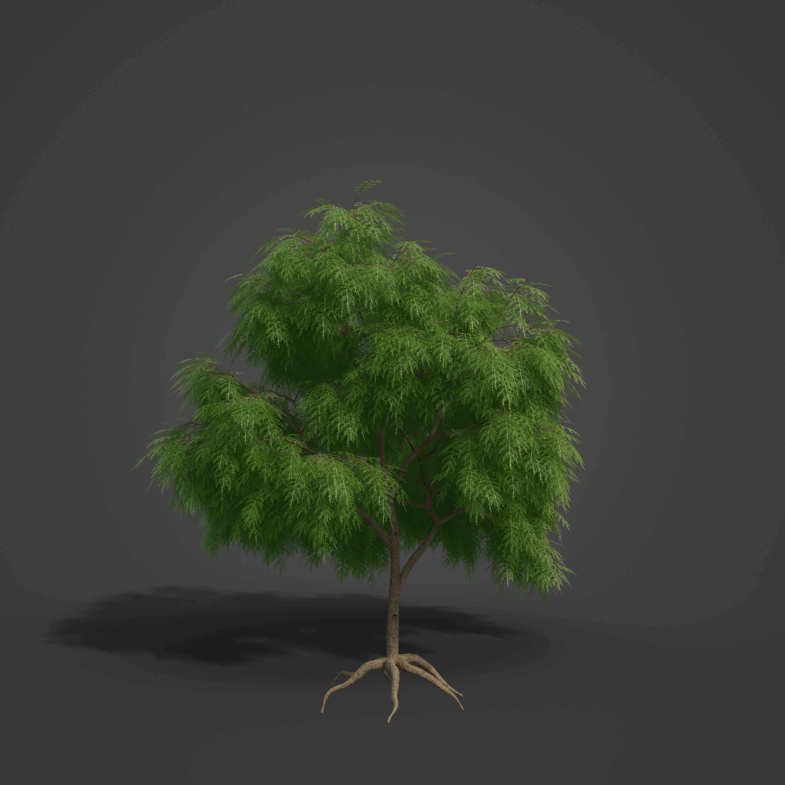 2021 PBR French Tamarisk Collection - Tamarix Gallica  3D model_7