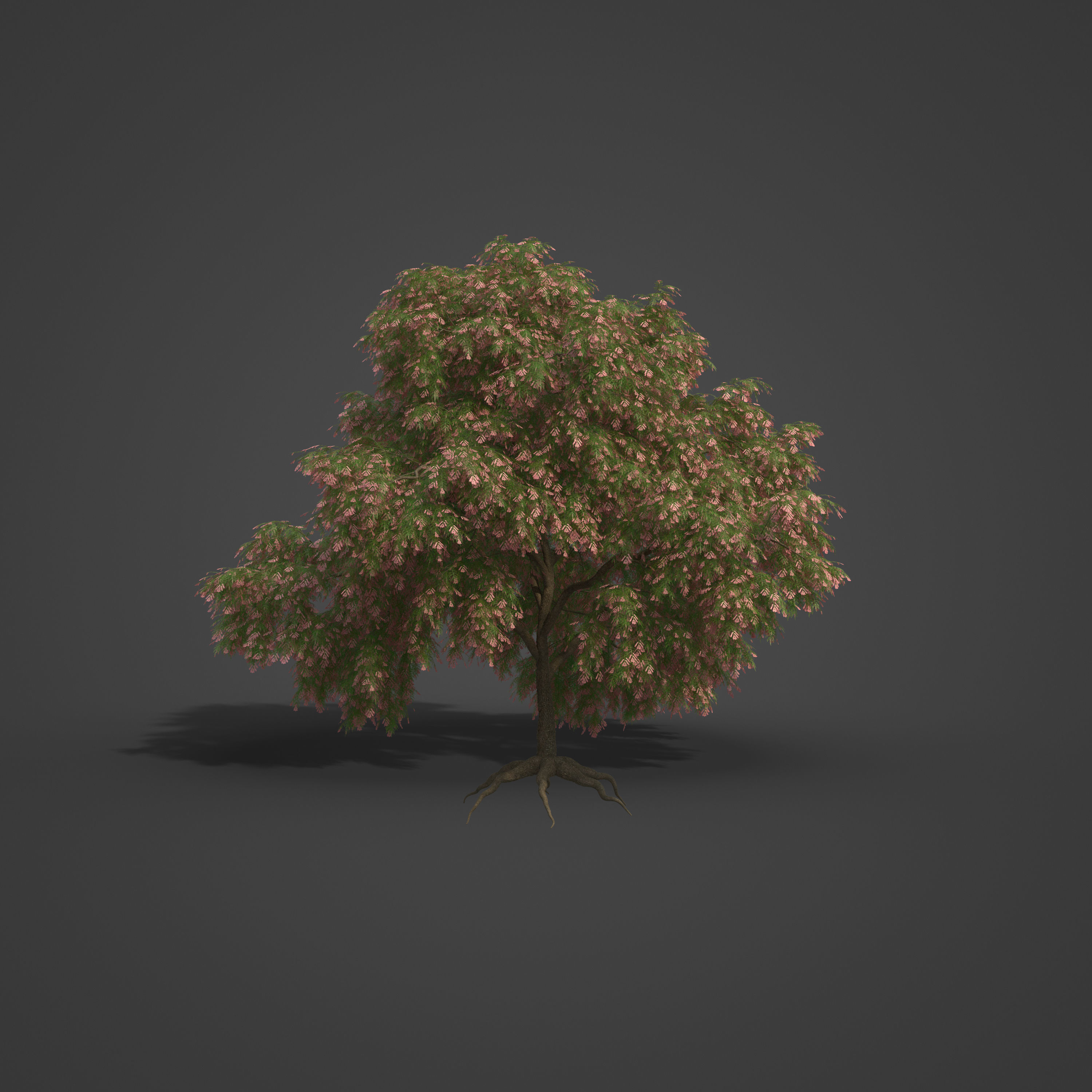 2021 PBR French Tamarisk Collection - Tamarix Gallica  3D model_4