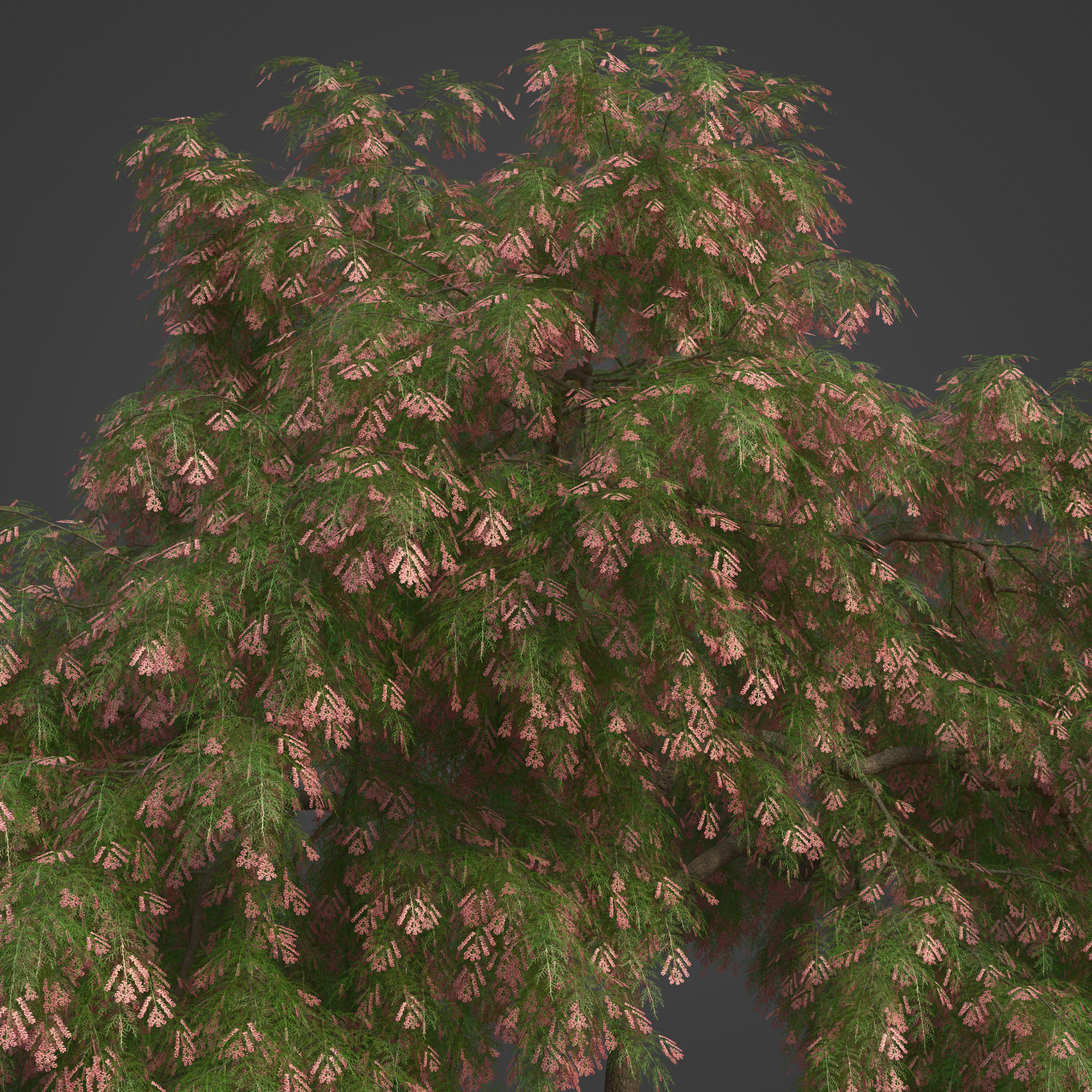 2021 PBR French Tamarisk Collection - Tamarix Gallica  3D model_2