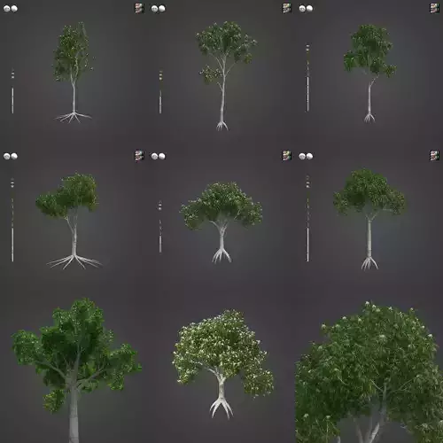 2021 PBR Ghost Gum Collection - Coymbia Apperinja 