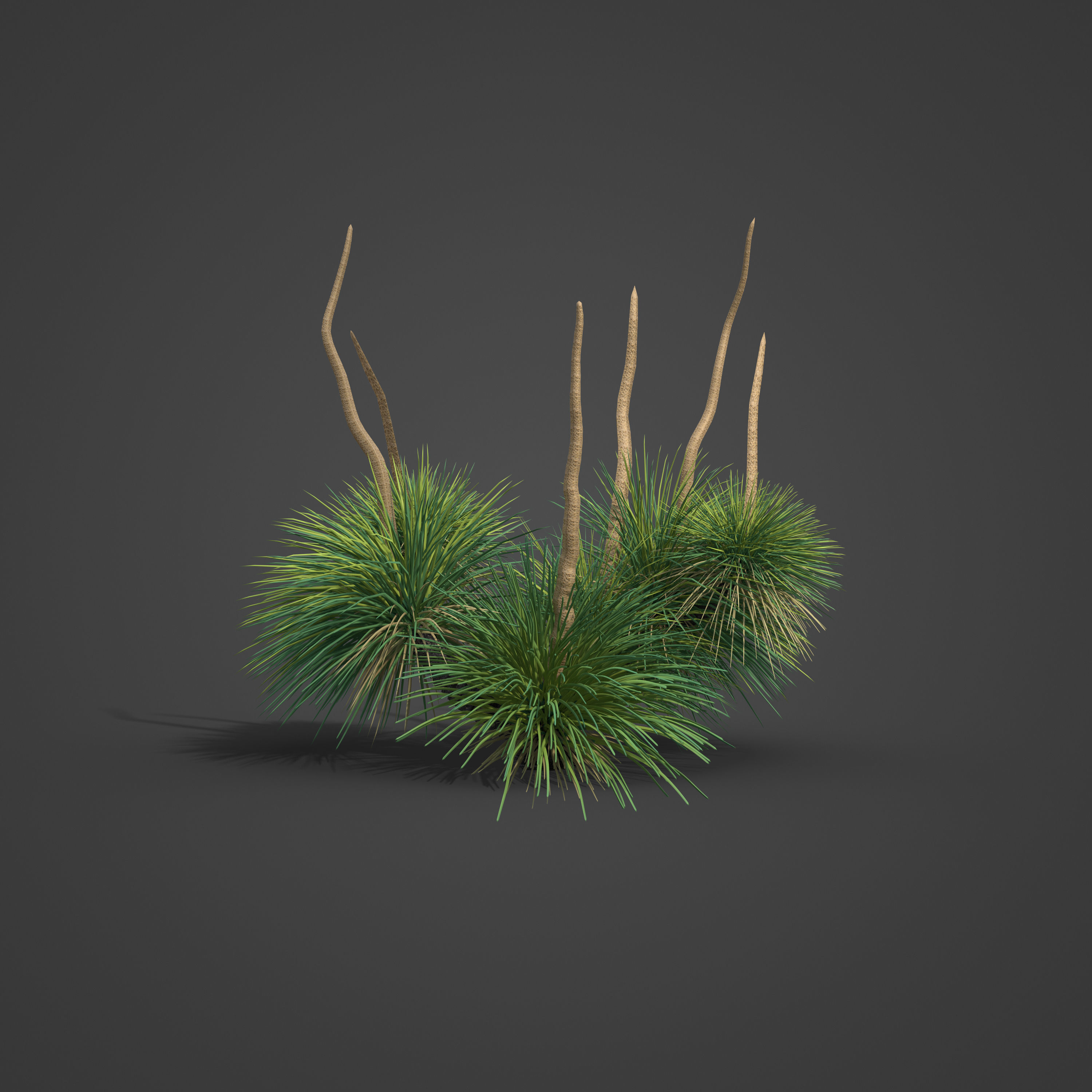 2021 PBR Australian Grass Tree - Xanthorrhoea Pressii  3D model_5