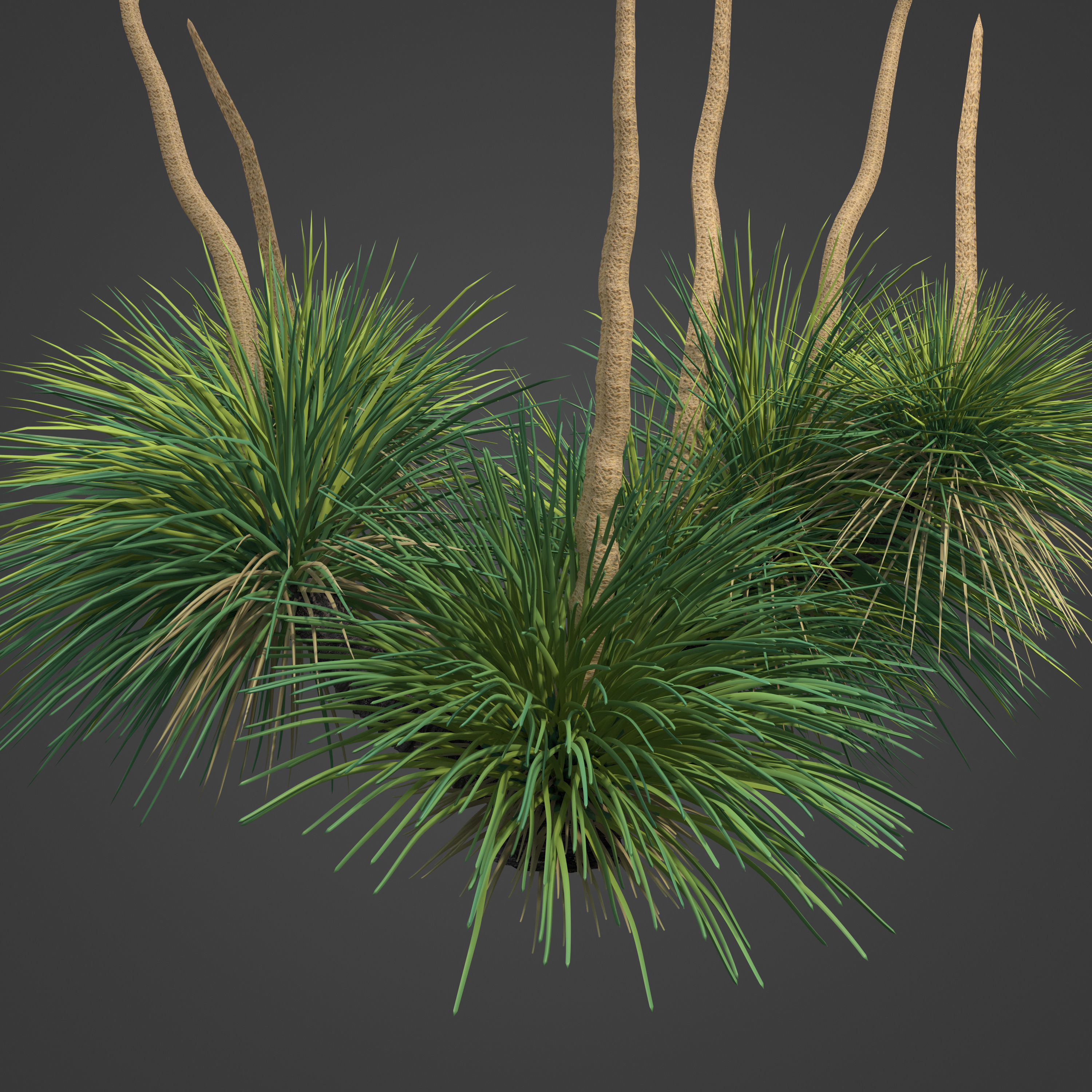 2021 PBR Australian Grass Tree - Xanthorrhoea Pressii  3D model_7