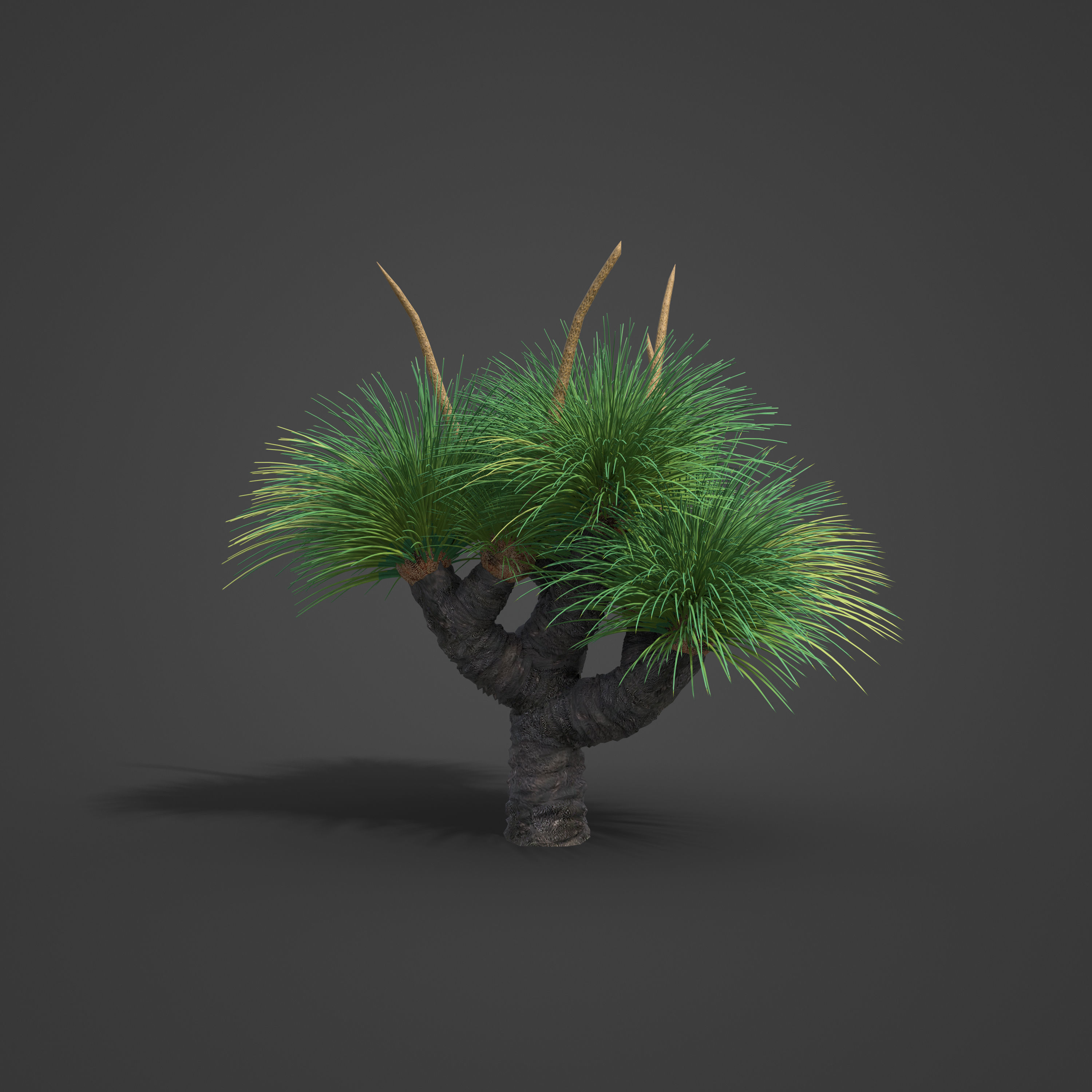 2021 PBR Australian Grass Tree - Xanthorrhoea Pressii  3D model_3