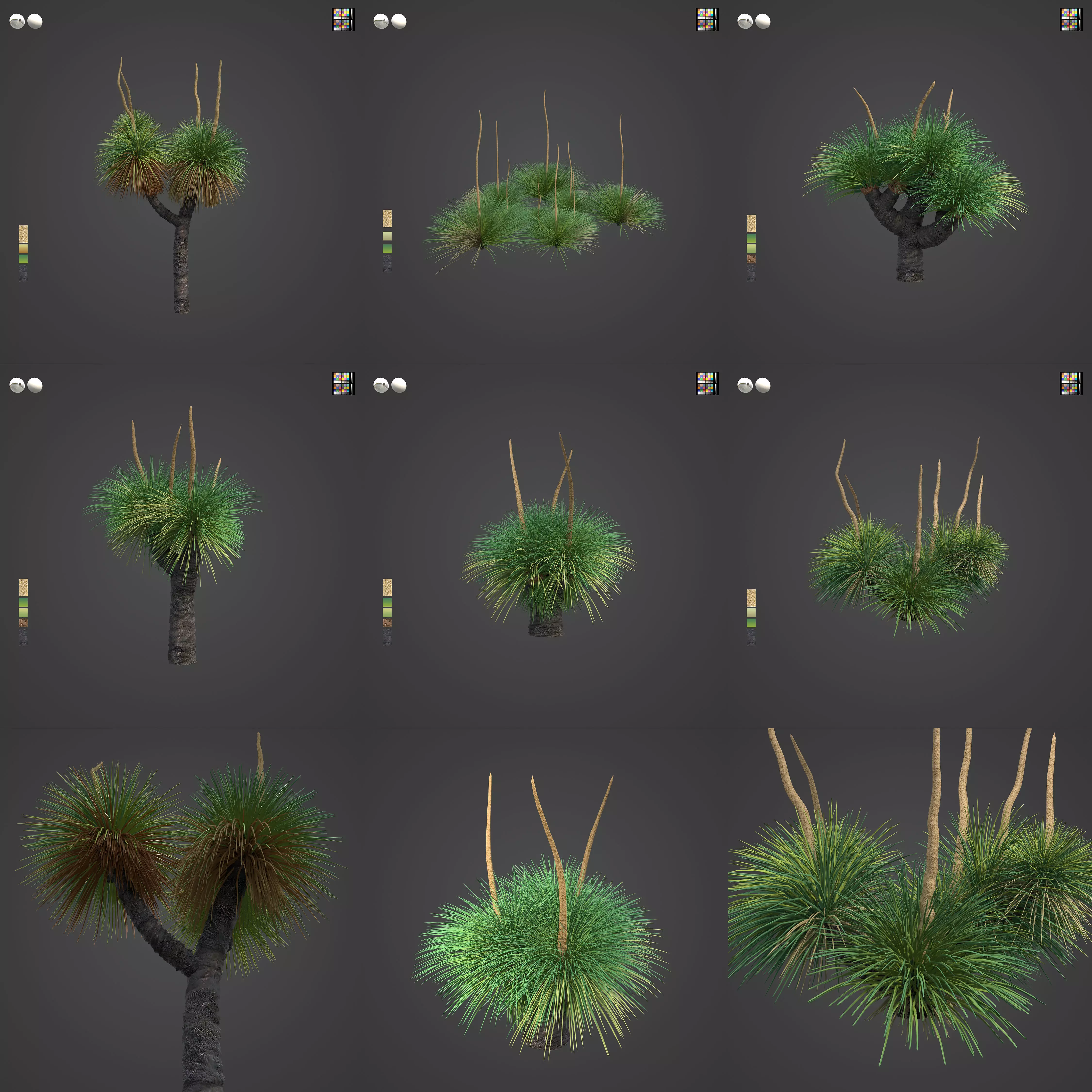 2021 PBR Australian Grass Tree - Xanthorrhoea Pressii  3D model_0