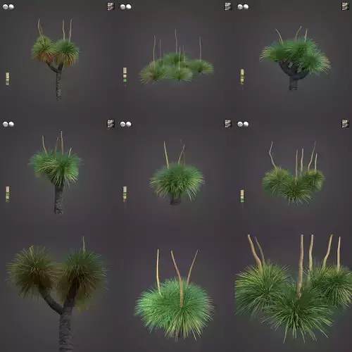 2021 PBR Australian Grass Tree - Xanthorrhoea Pressii  3D model