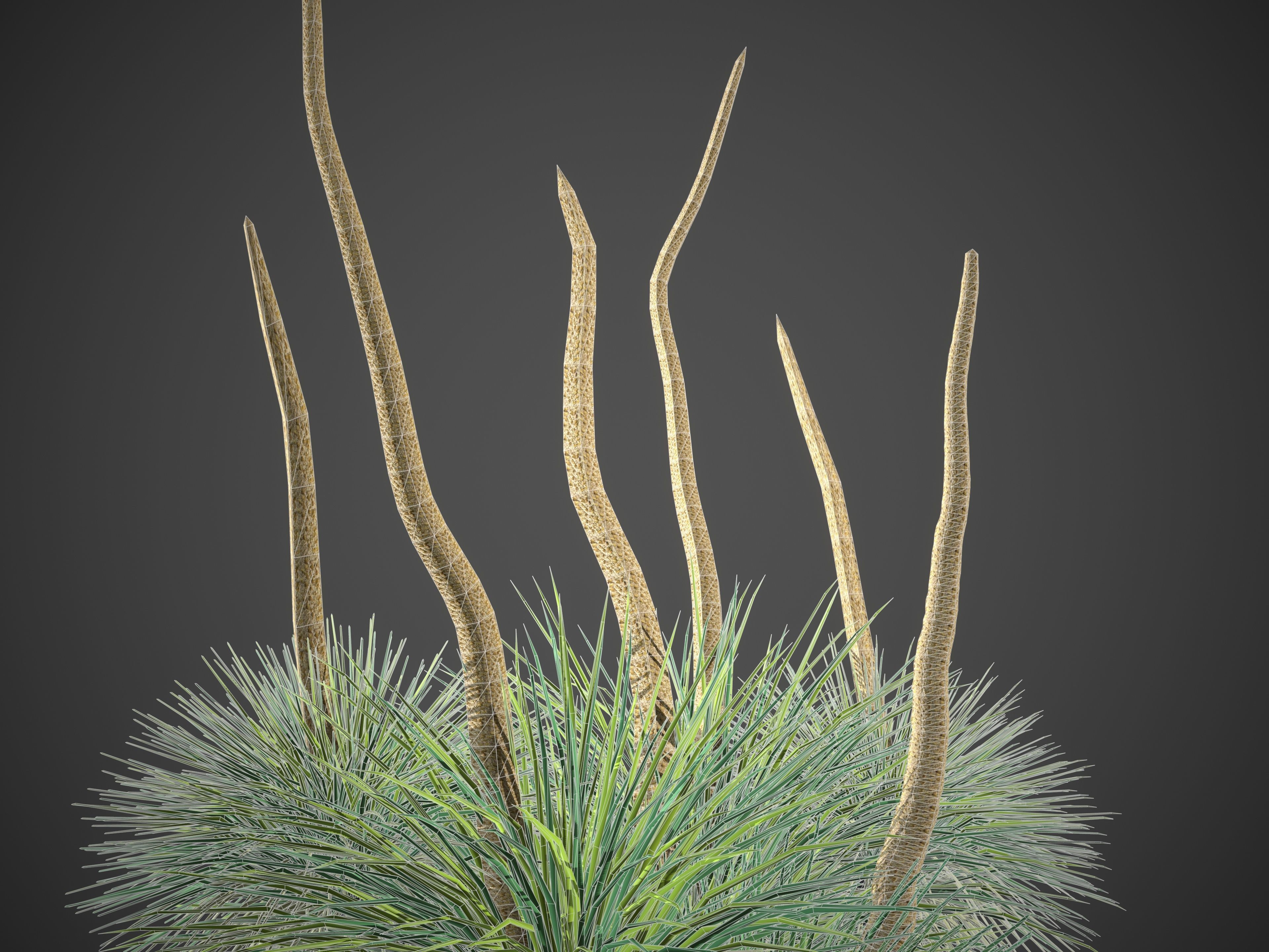 2021 PBR Australian Grass Tree - Xanthorrhoea Pressii  3D model_8