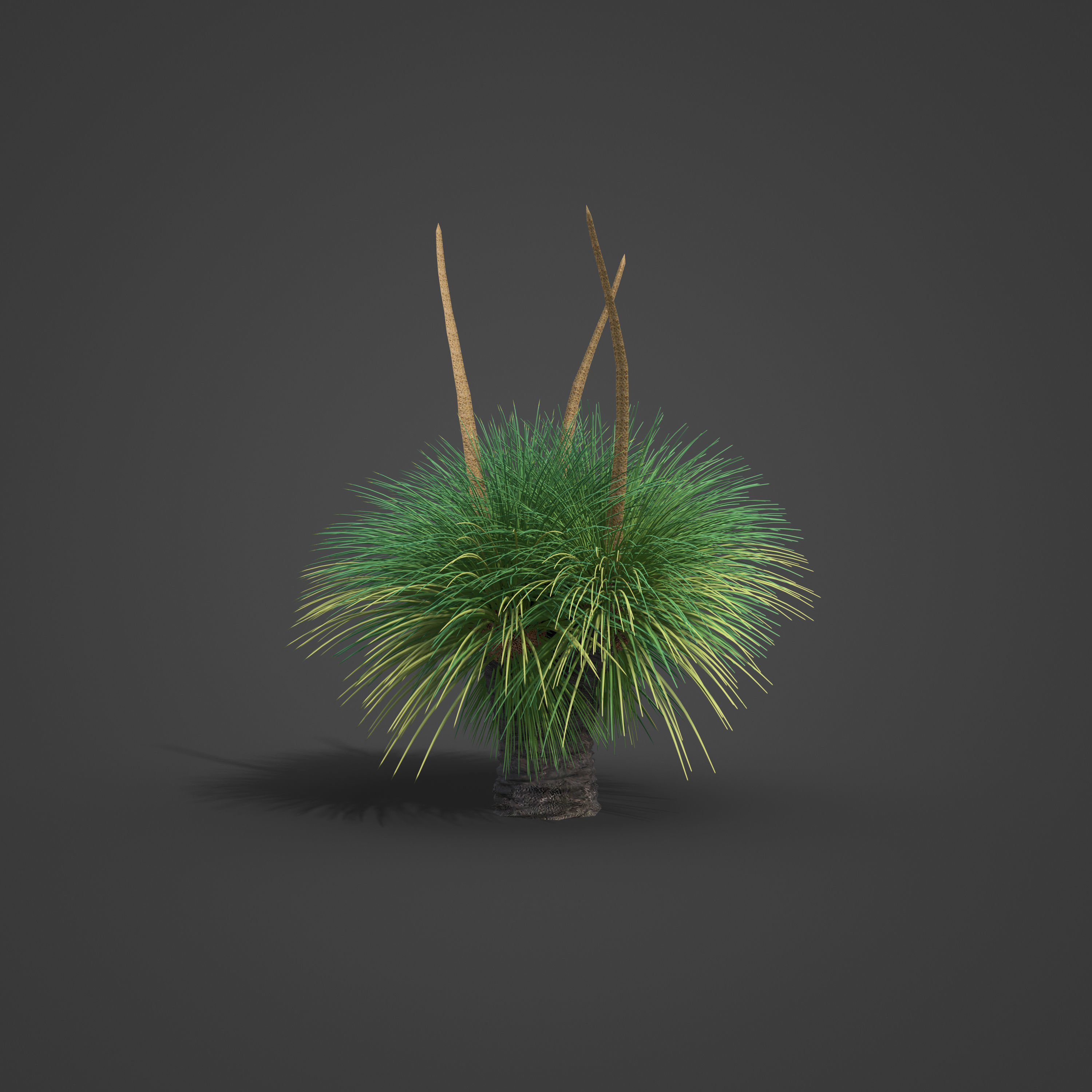 2021 PBR Australian Grass Tree - Xanthorrhoea Pressii  3D model_4