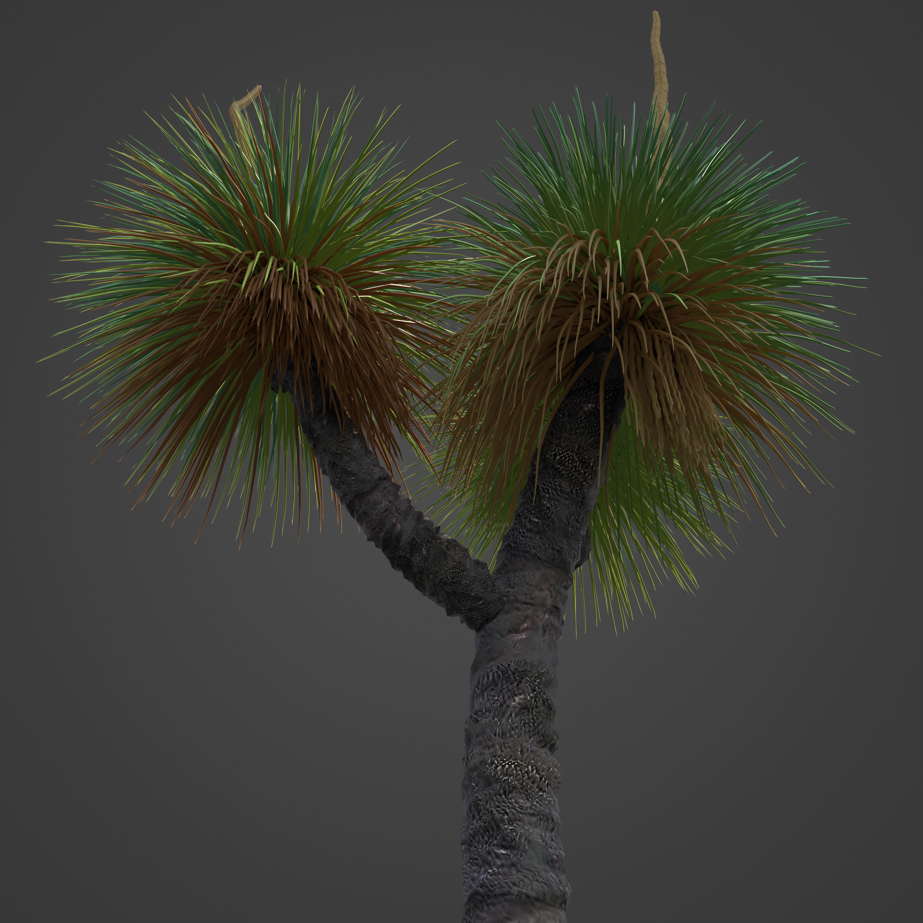 2021 PBR Australian Grass Tree - Xanthorrhoea Pressii  3D model_6
