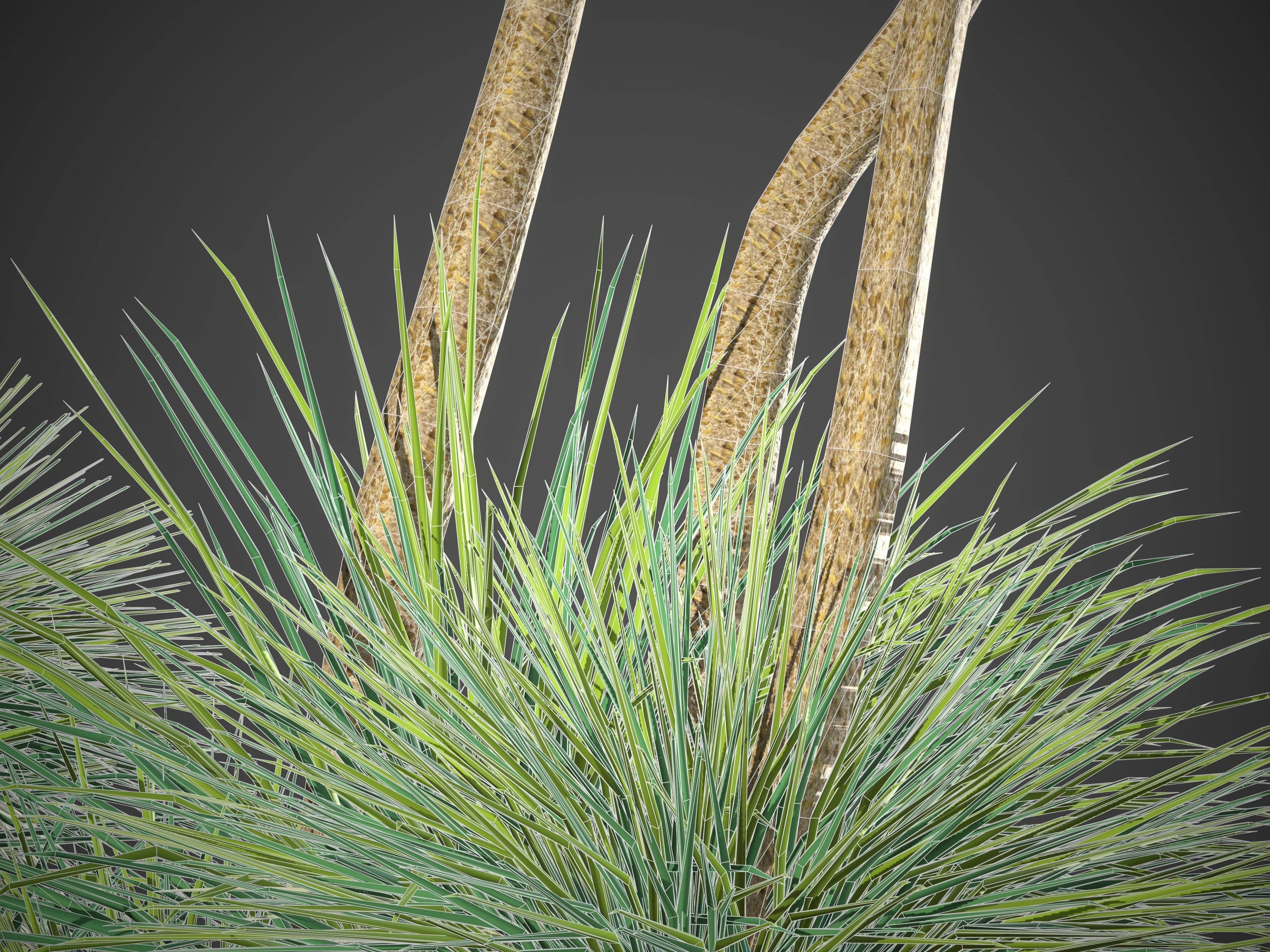 2021 PBR Australian Grass Tree - Xanthorrhoea Pressii  3D model_9