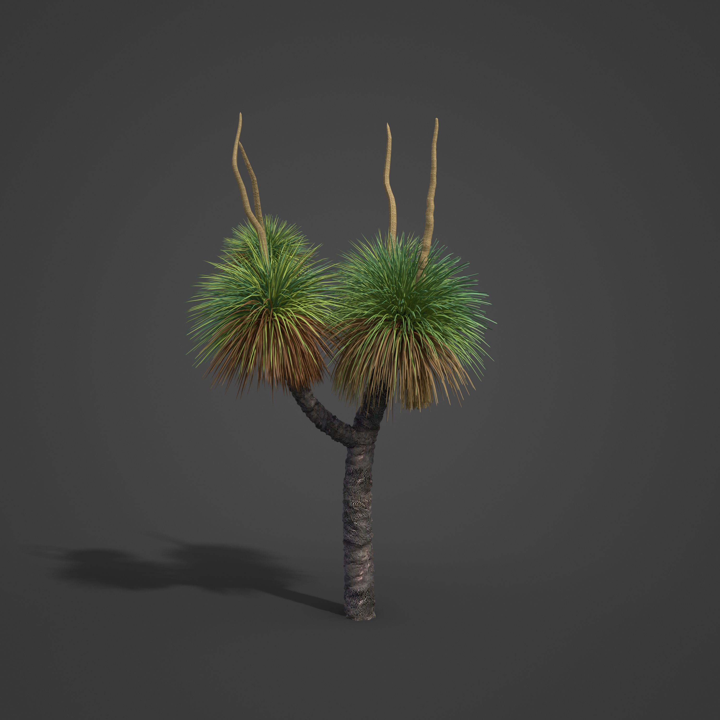 2021 PBR Australian Grass Tree - Xanthorrhoea Pressii  3D model_2