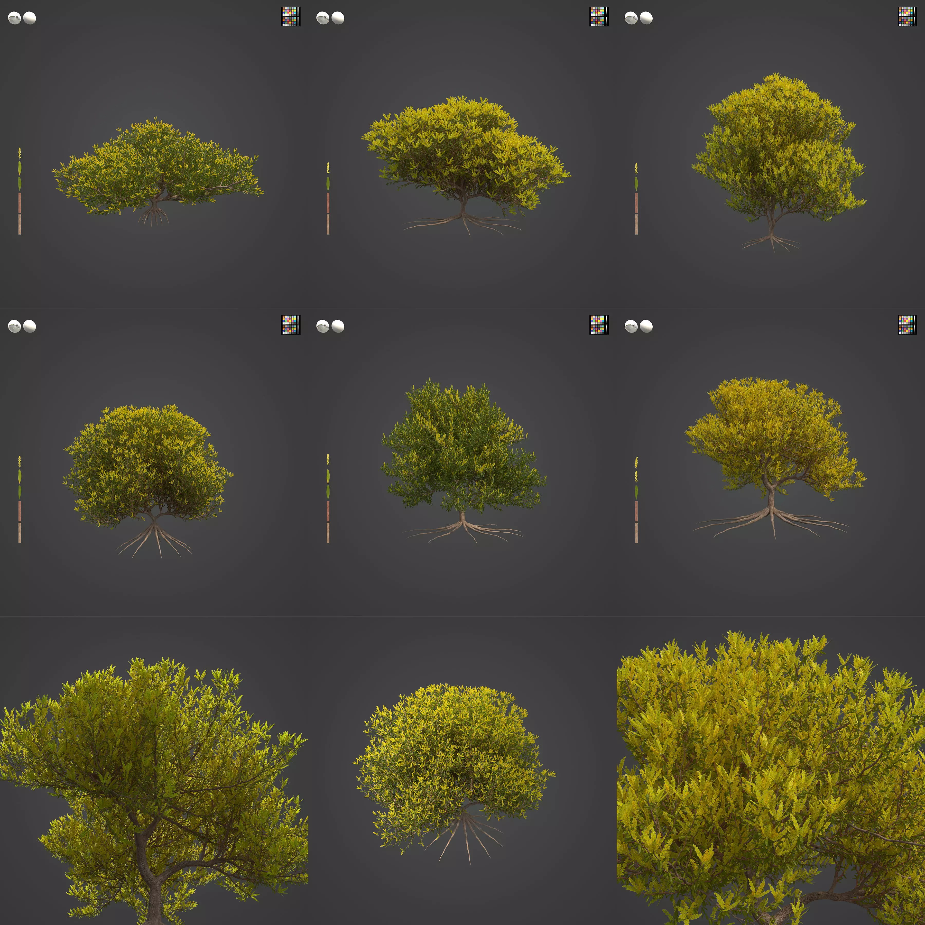2021 PBR Coastal Wattle Collection - Acacia Sophorea 3D model