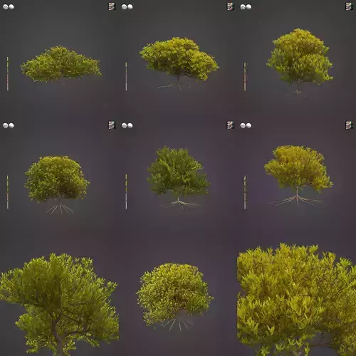 2021 PBR Coastal Wattle Collection - Acacia Sophorea  3D model