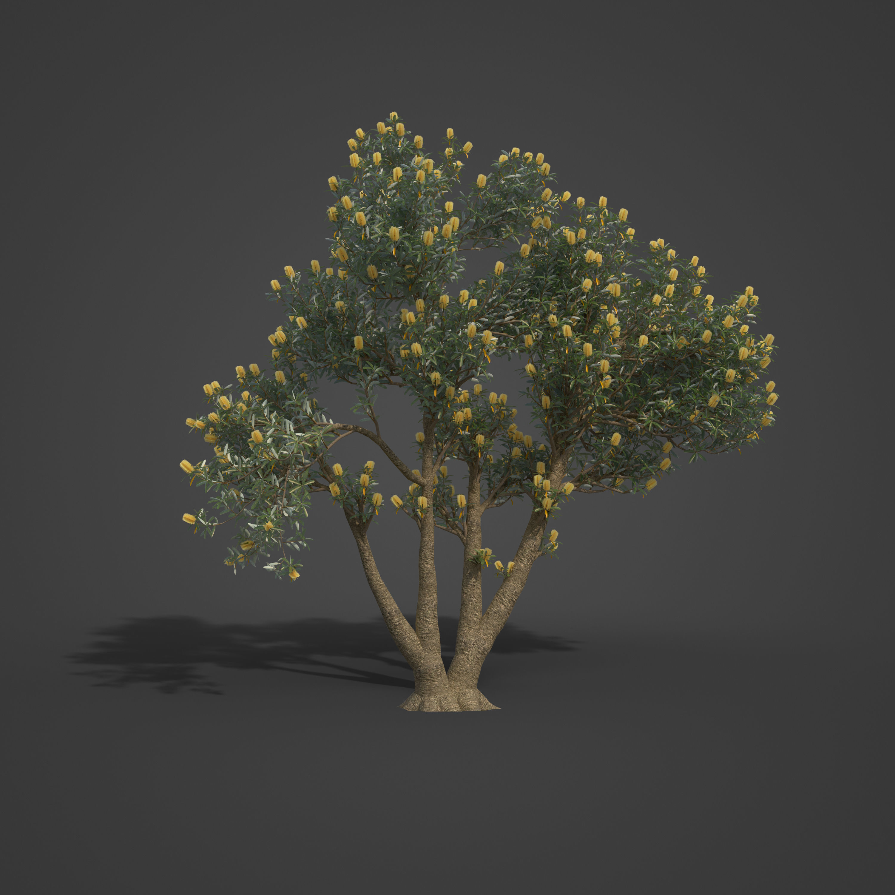 2021 PBR Coast Banksia Collection - Banksia Integrifolia 3D model_3