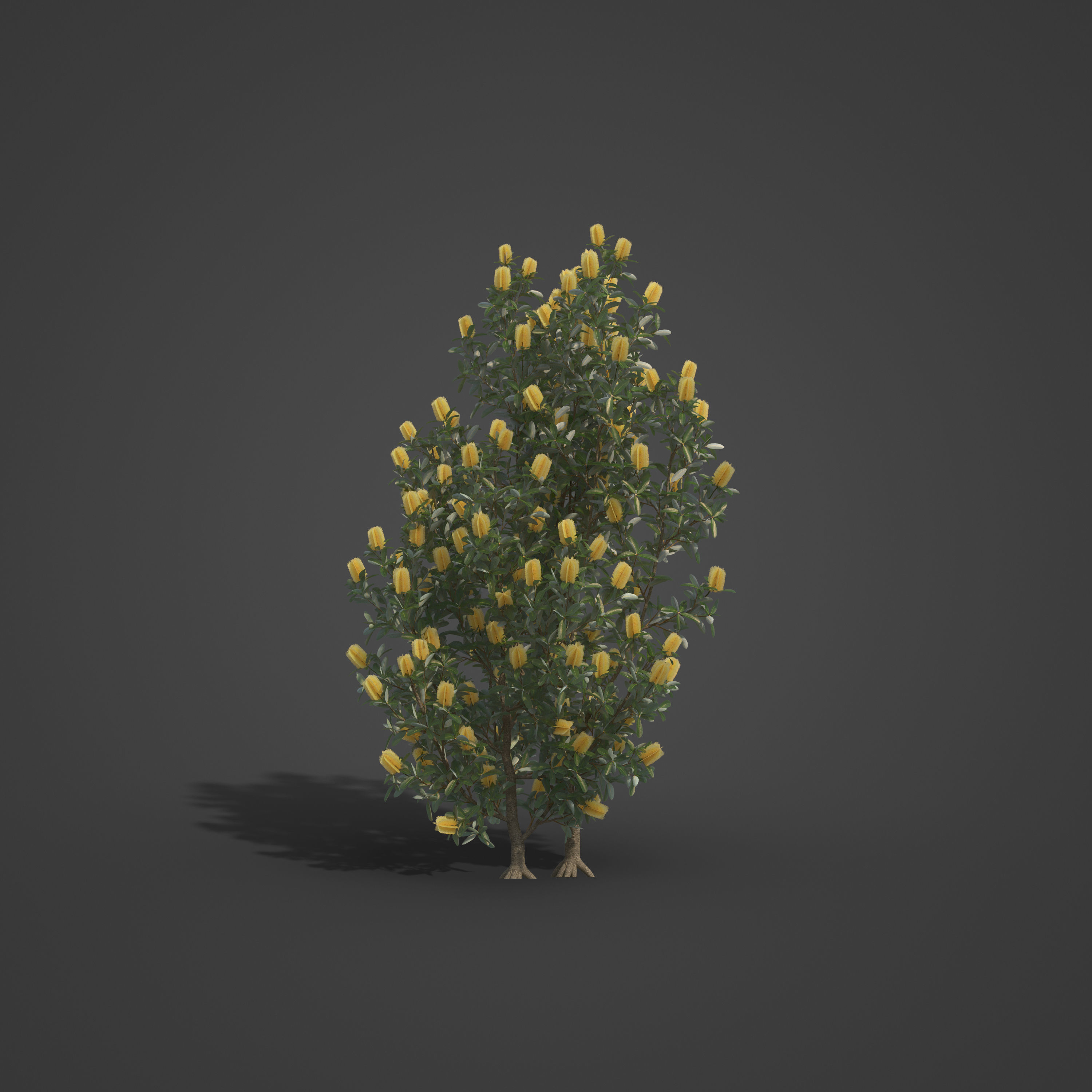 2021 PBR Coast Banksia Collection - Banksia Integrifolia 3D model_2