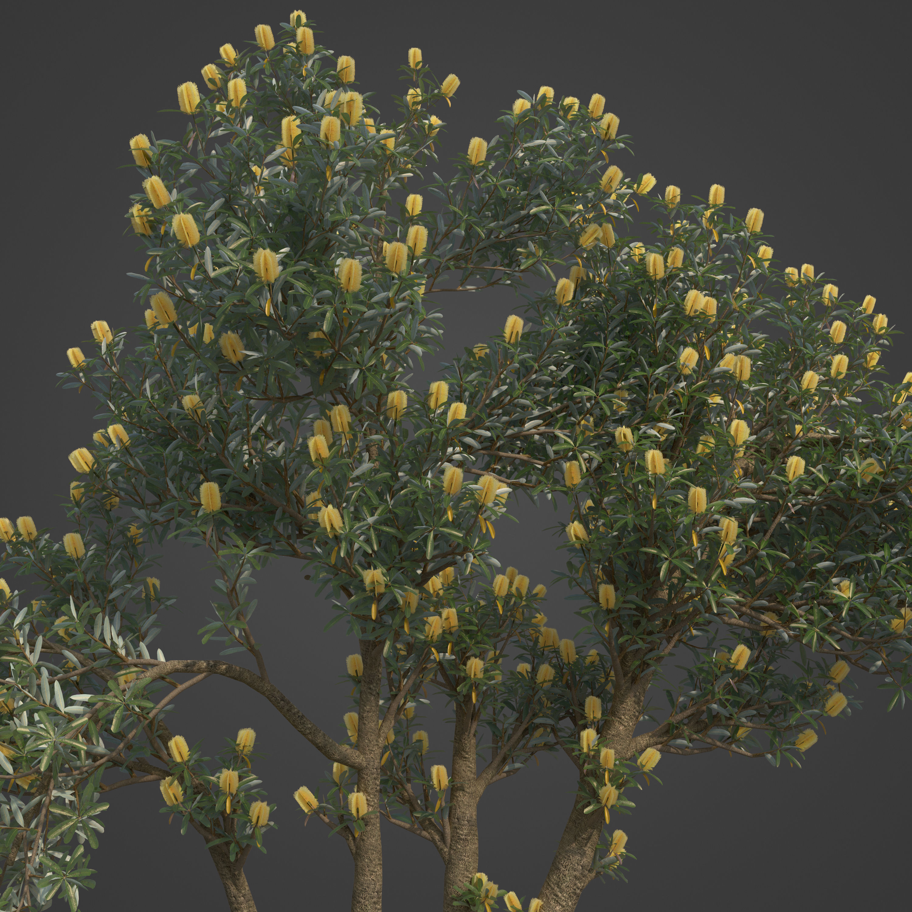 2021 PBR Coast Banksia Collection - Banksia Integrifolia 3D model_7