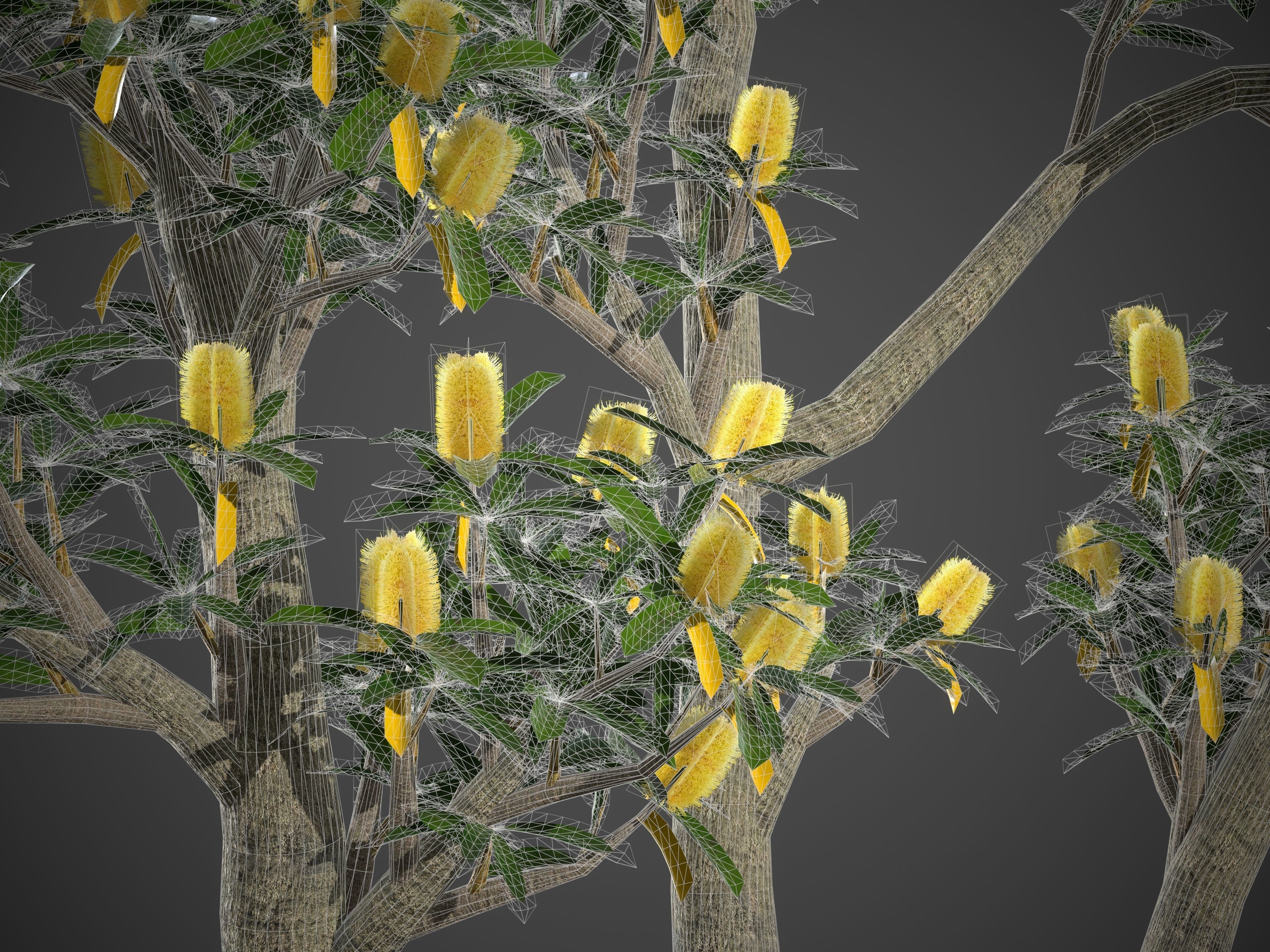 2021 PBR Coast Banksia Collection - Banksia Integrifolia 3D model_9
