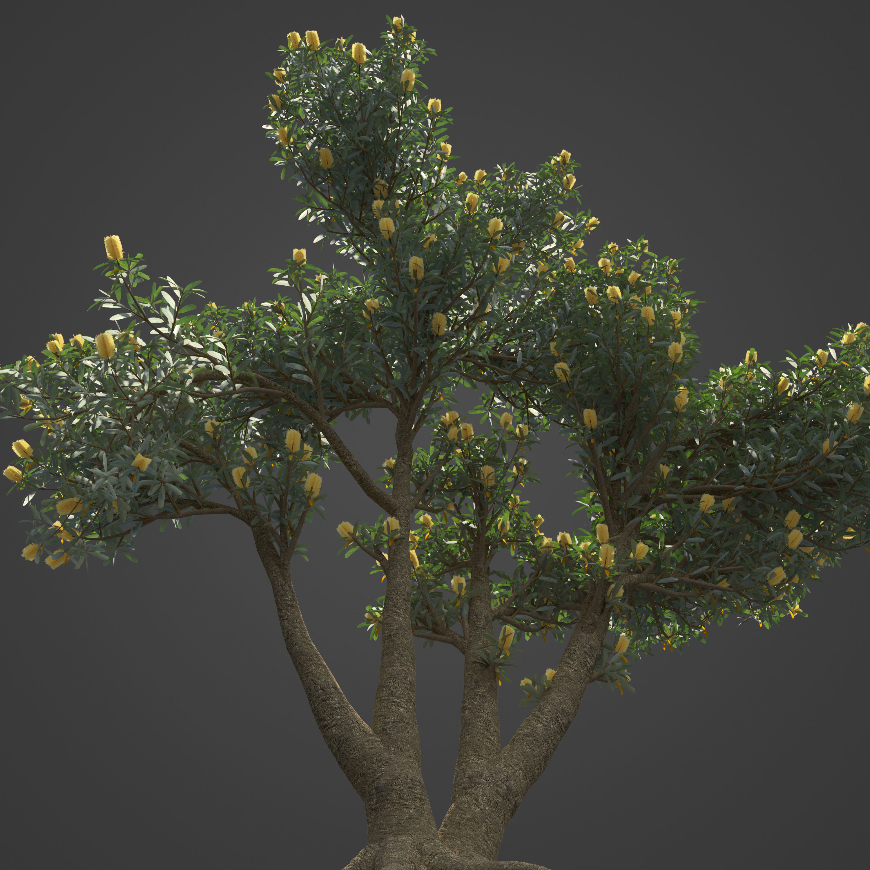 2021 PBR Coast Banksia Collection - Banksia Integrifolia 3D model_6