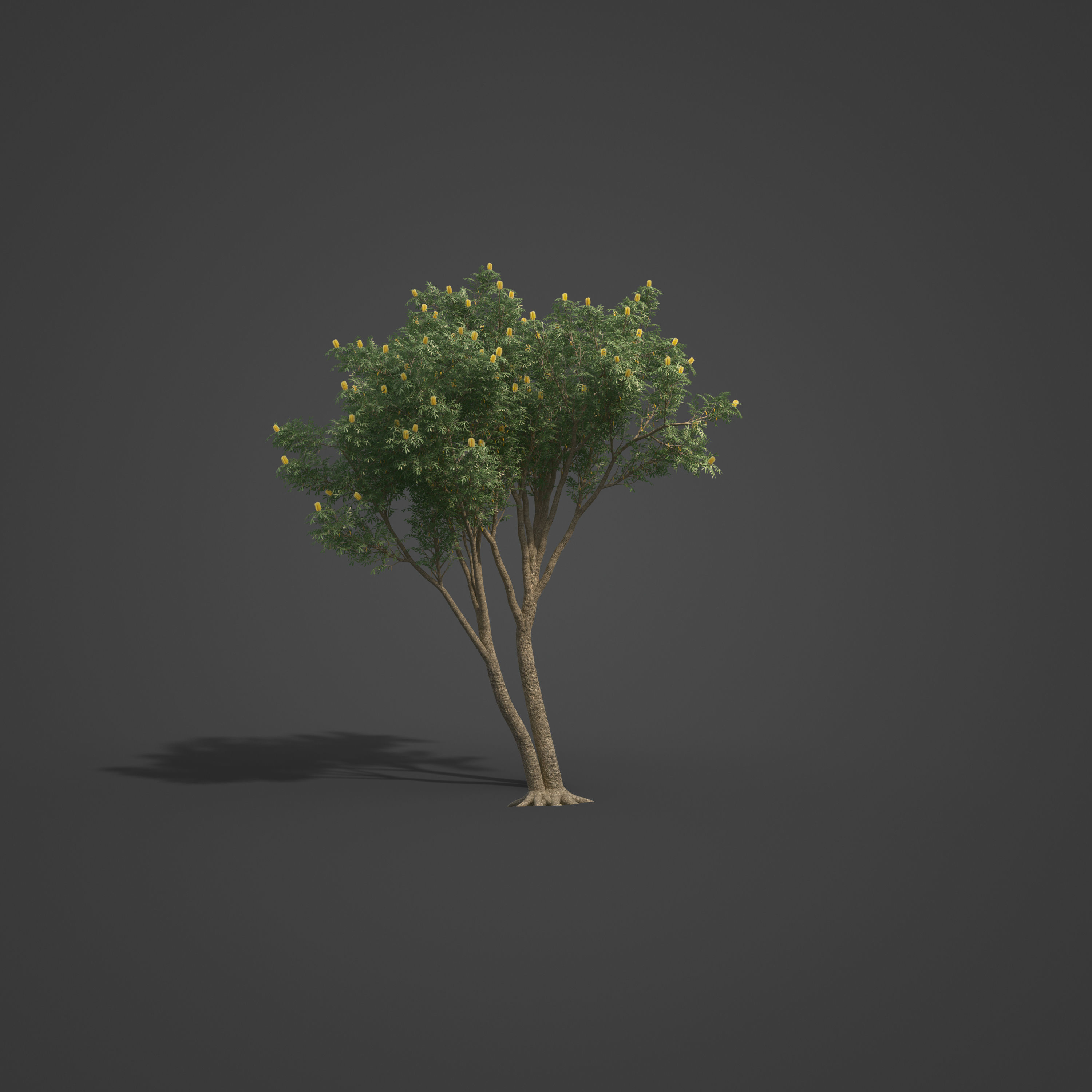 2021 PBR Coast Banksia Collection - Banksia Integrifolia 3D model_5