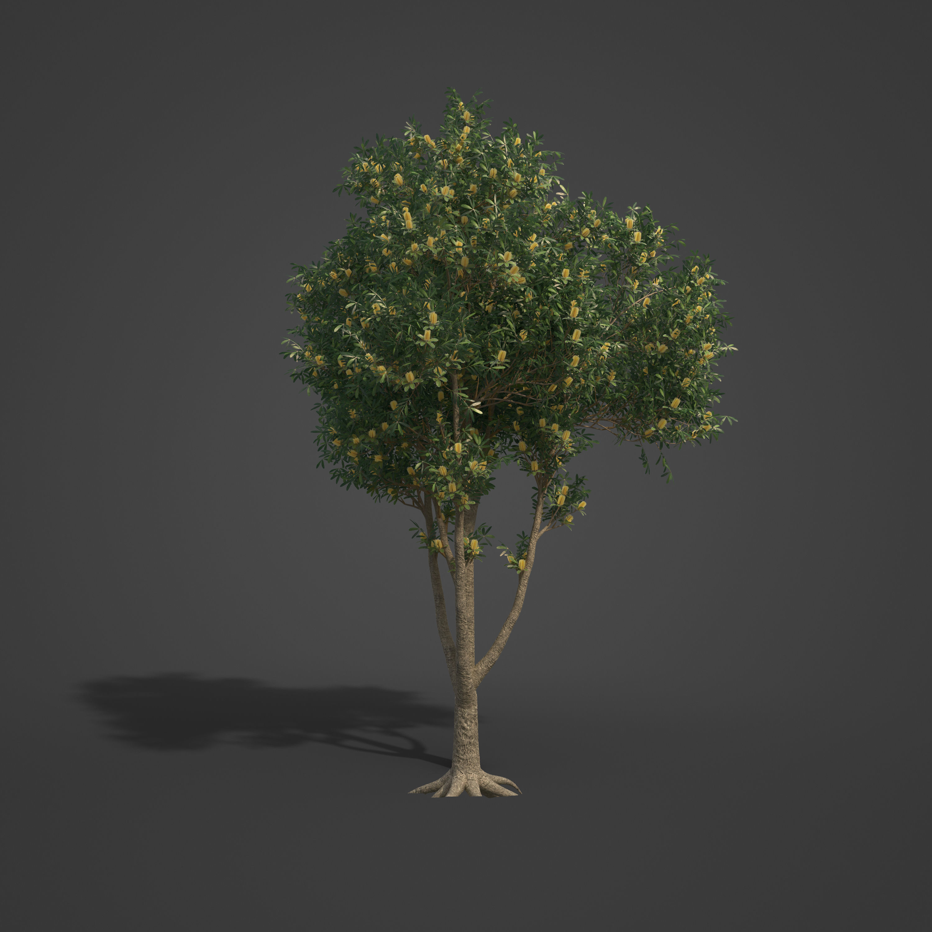 2021 PBR Coast Banksia Collection - Banksia Integrifolia 3D model_4