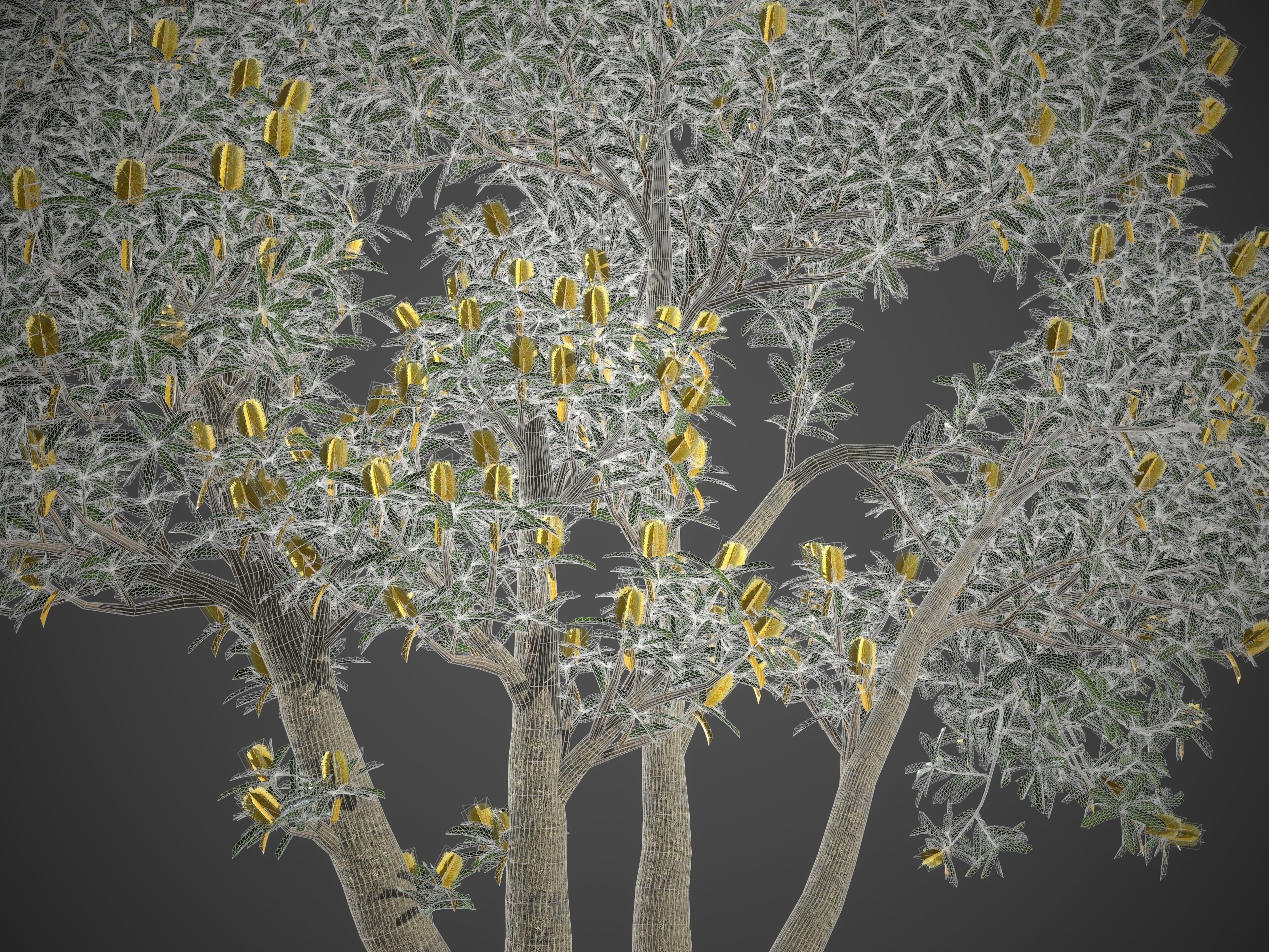 2021 PBR Coast Banksia Collection - Banksia Integrifolia 3D model_8