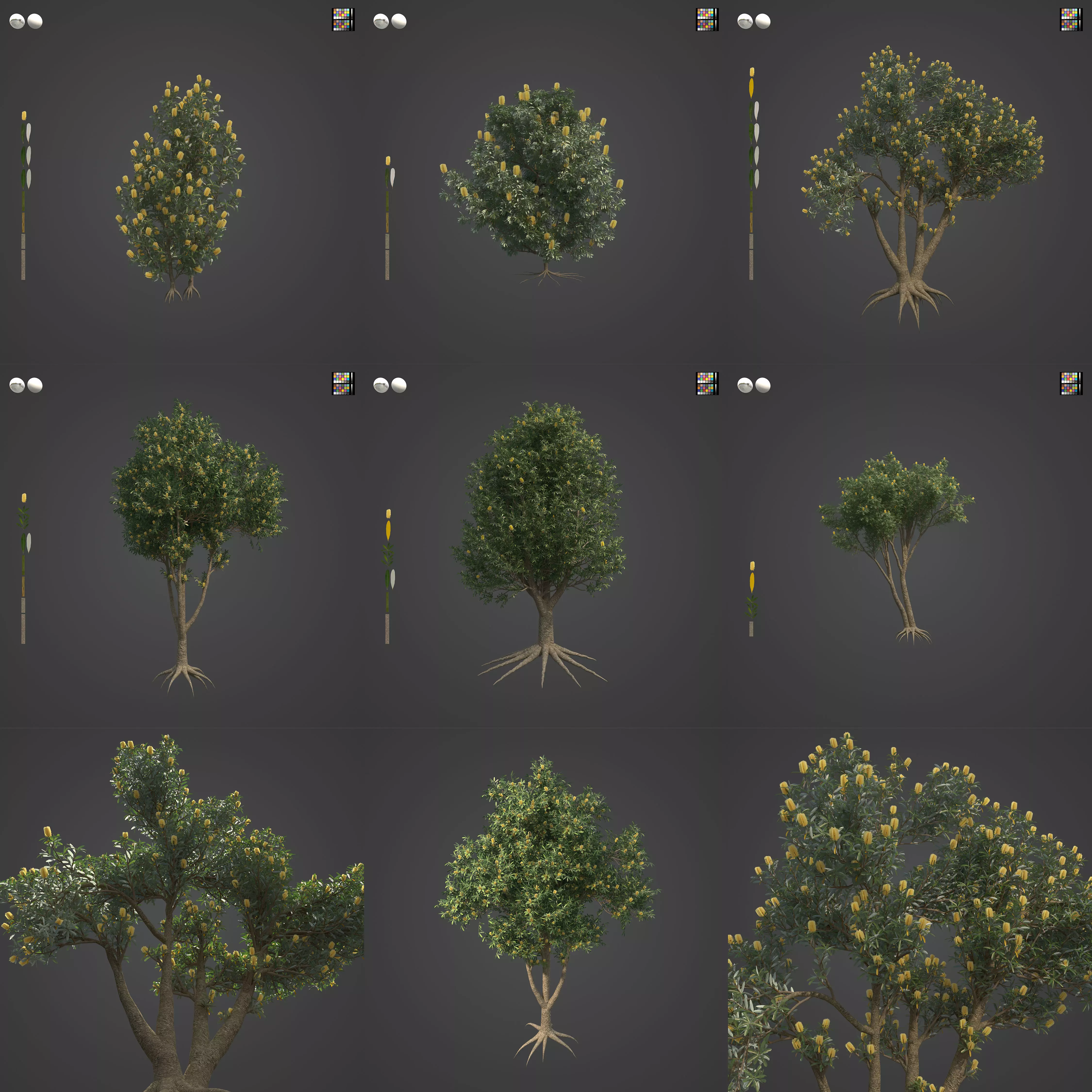 2021 PBR Coast Banksia Collection - Banksia Integrifolia 3D model_0