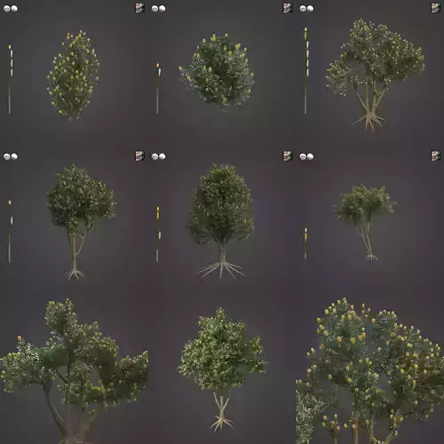 2021 PBR Coast Banksia Collection - Banksia Integrifolia