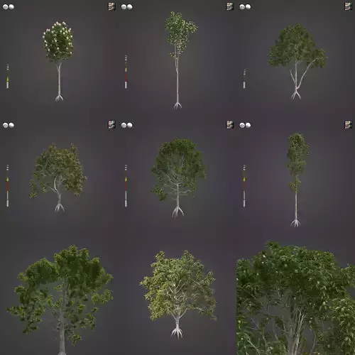 2021 PBR Spotted Gum Collection -Corymbia Maculata