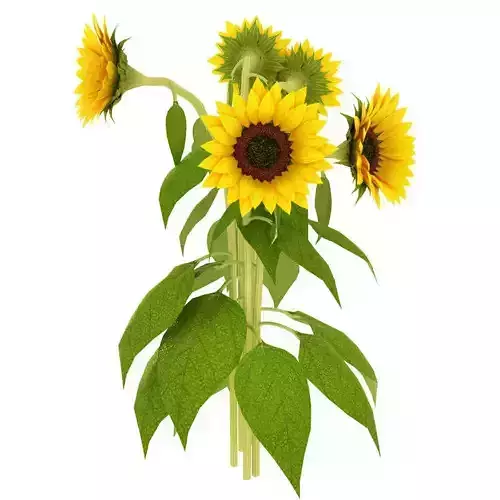Sunflower sunflowers Low-poly 3D model