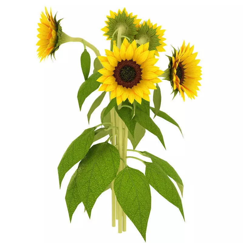 Sunflower sunflowers Low-poly 3D model