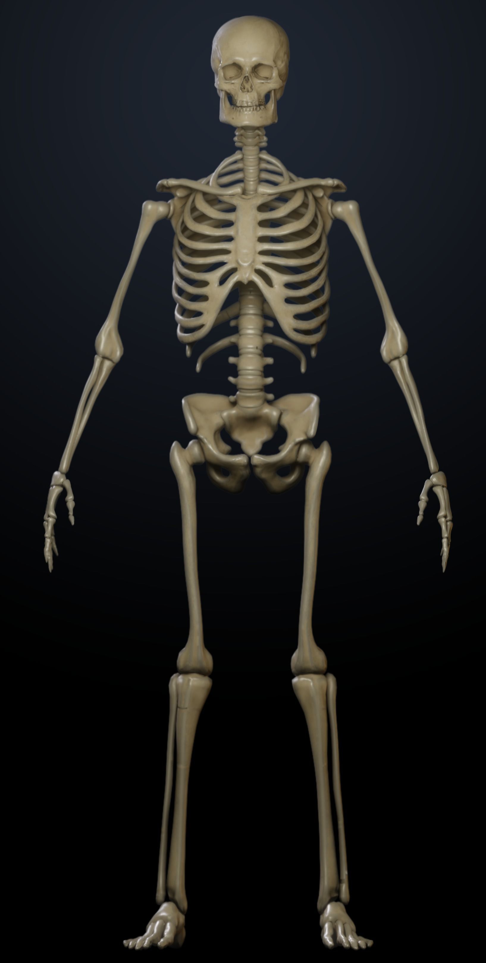 Male Skeleton 3D model_2