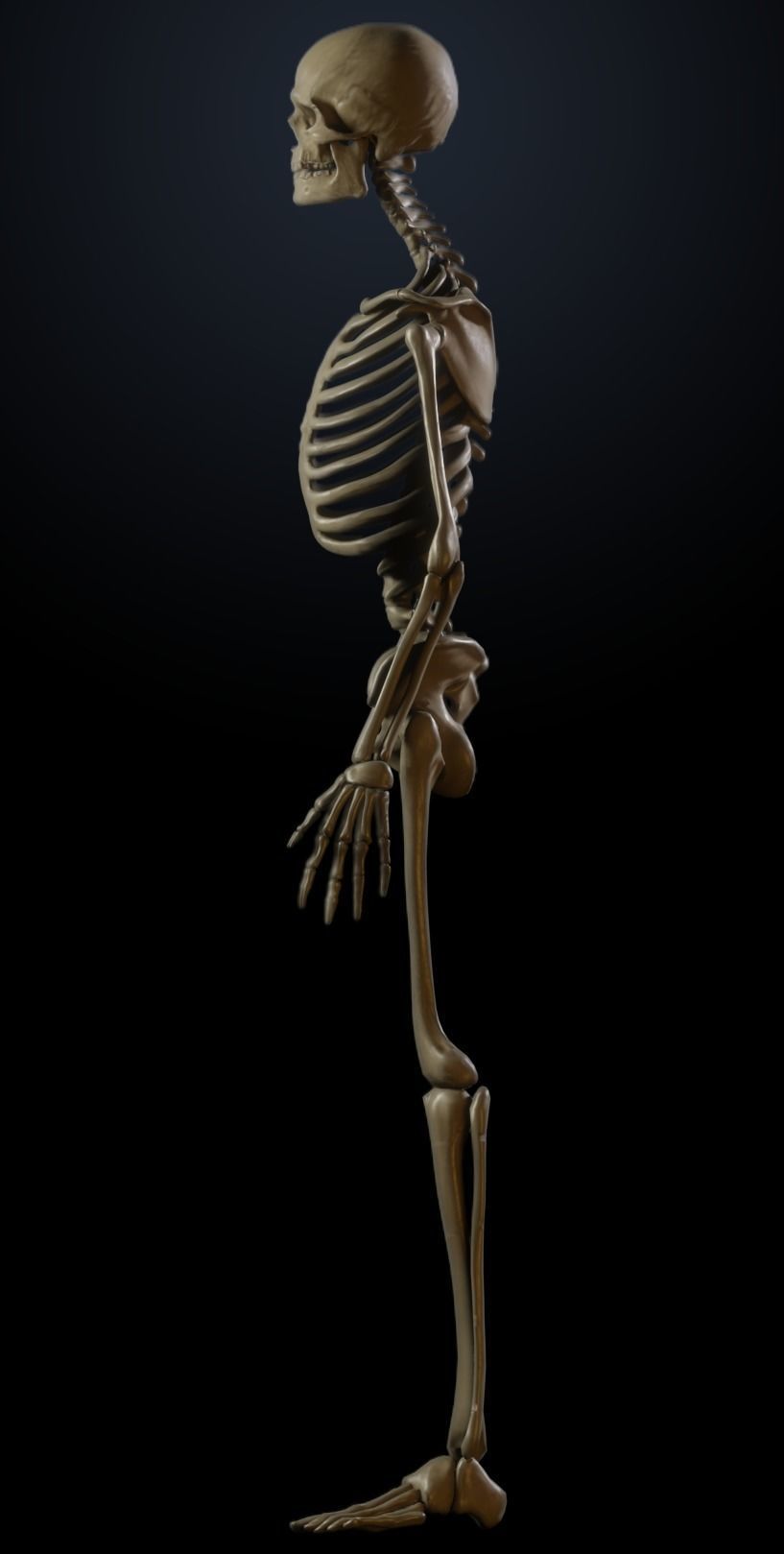 Male Skeleton 3D model_3