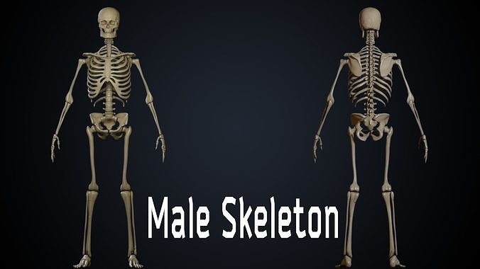 Male Skeleton 3D model