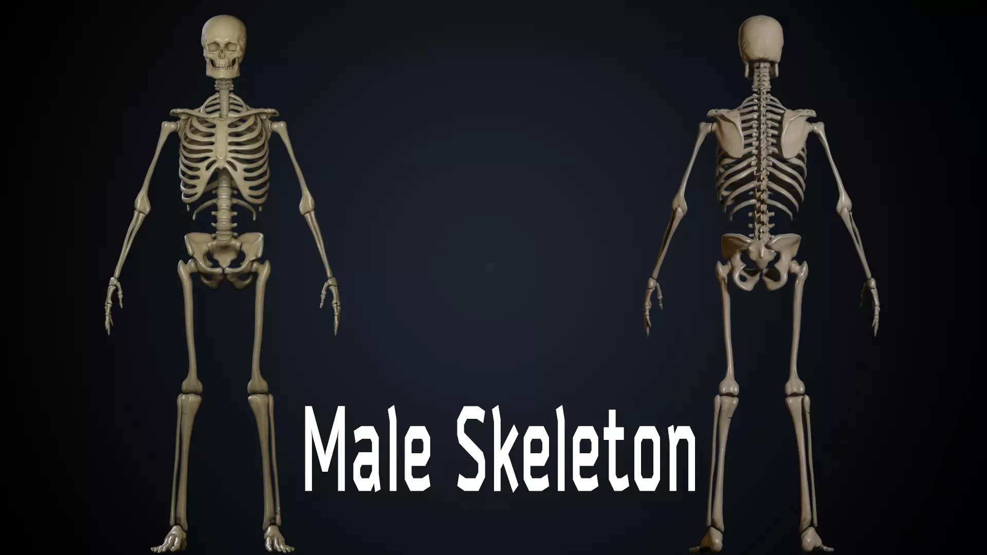 Male Skeleton 3D model_0