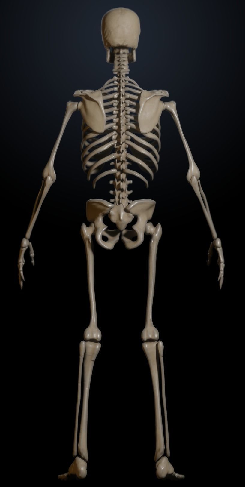 Male Skeleton 3D model_4