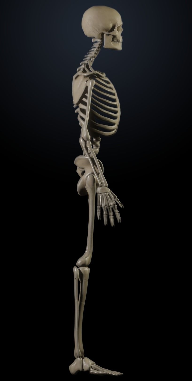 Male Skeleton 3D model_5