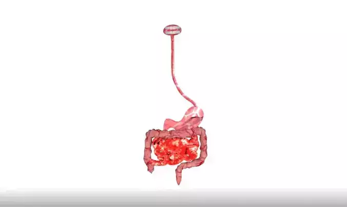 Digestive System 3D model