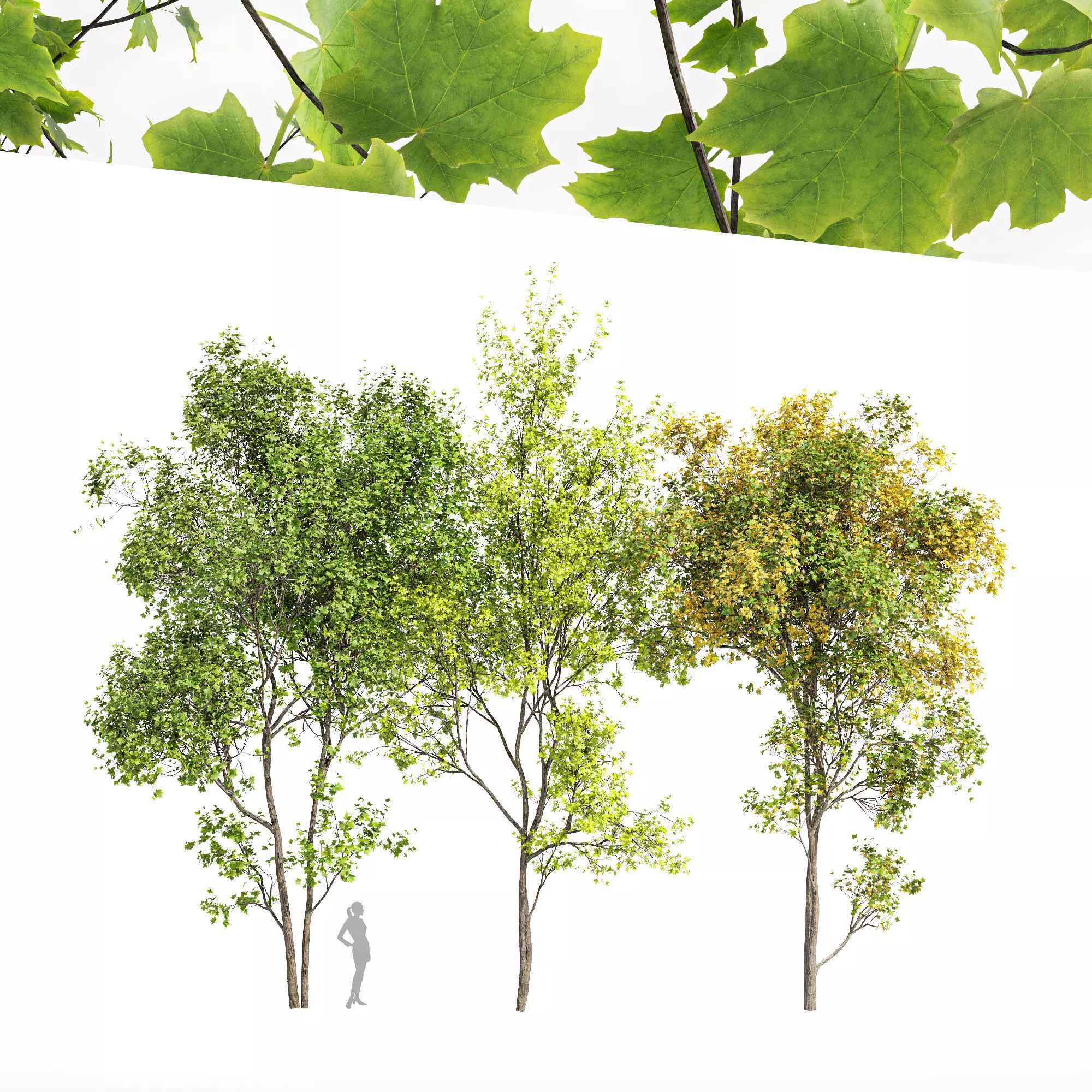 3diffrent tree Saccharinum Spring Summer Fall 3D model_0