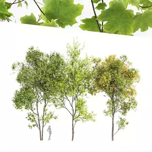 3diffrent tree Saccharinum Spring Summer Fall 3D model