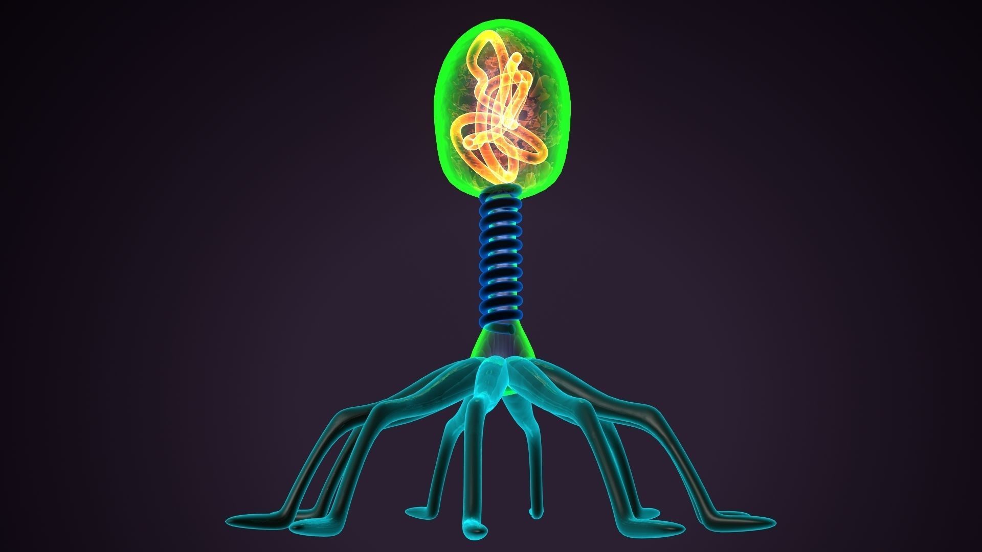Bacteriophage glow in plant 3D model_2