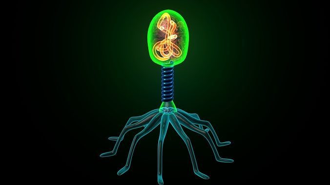 Bacteriophage glow in plant 3D model