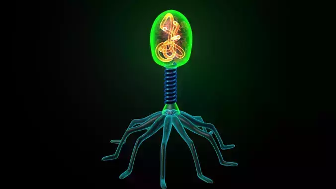 Bacteriophage glow in plant 3D model