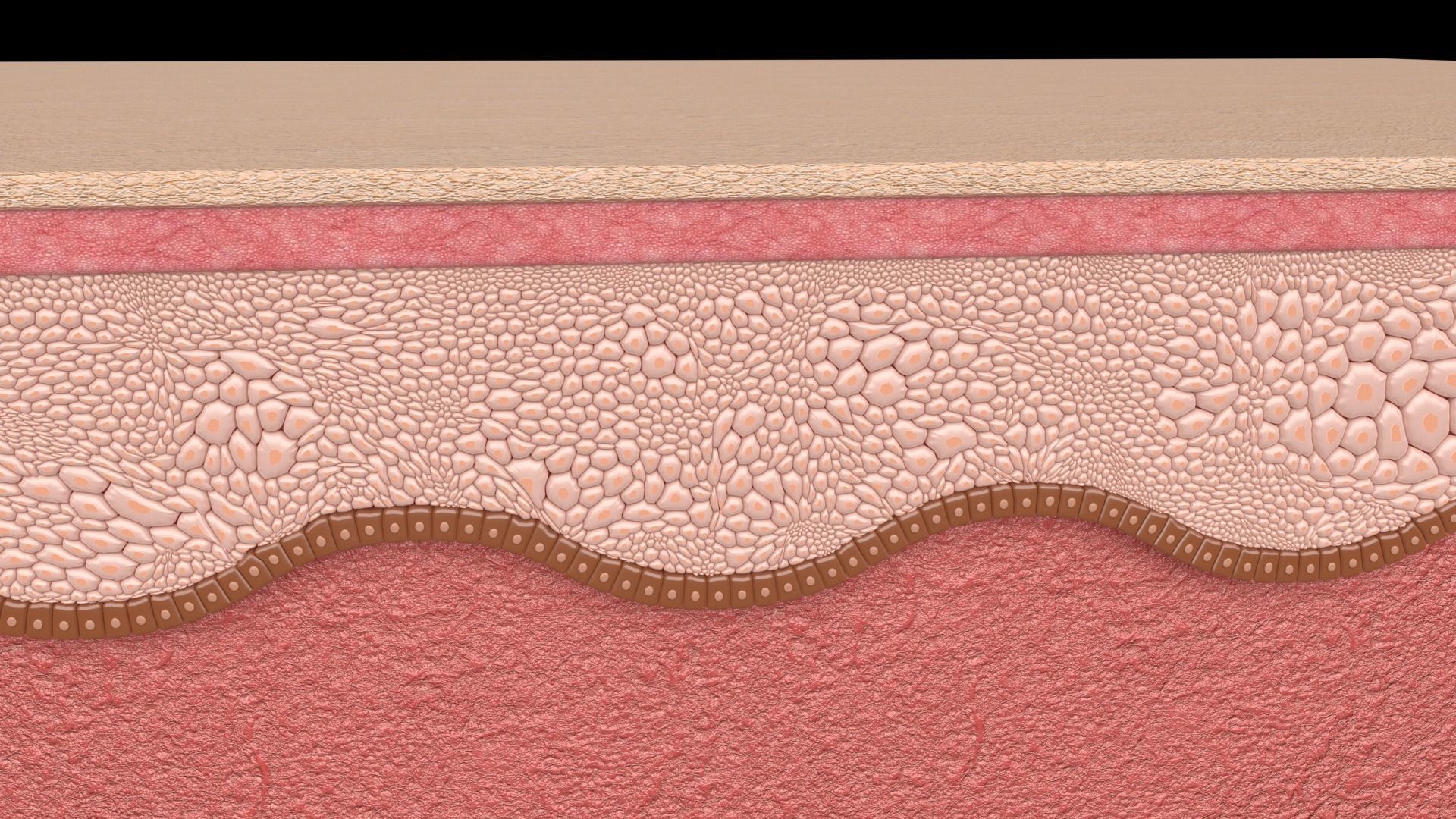 Skin layer Healthy 3D model 3D model_2